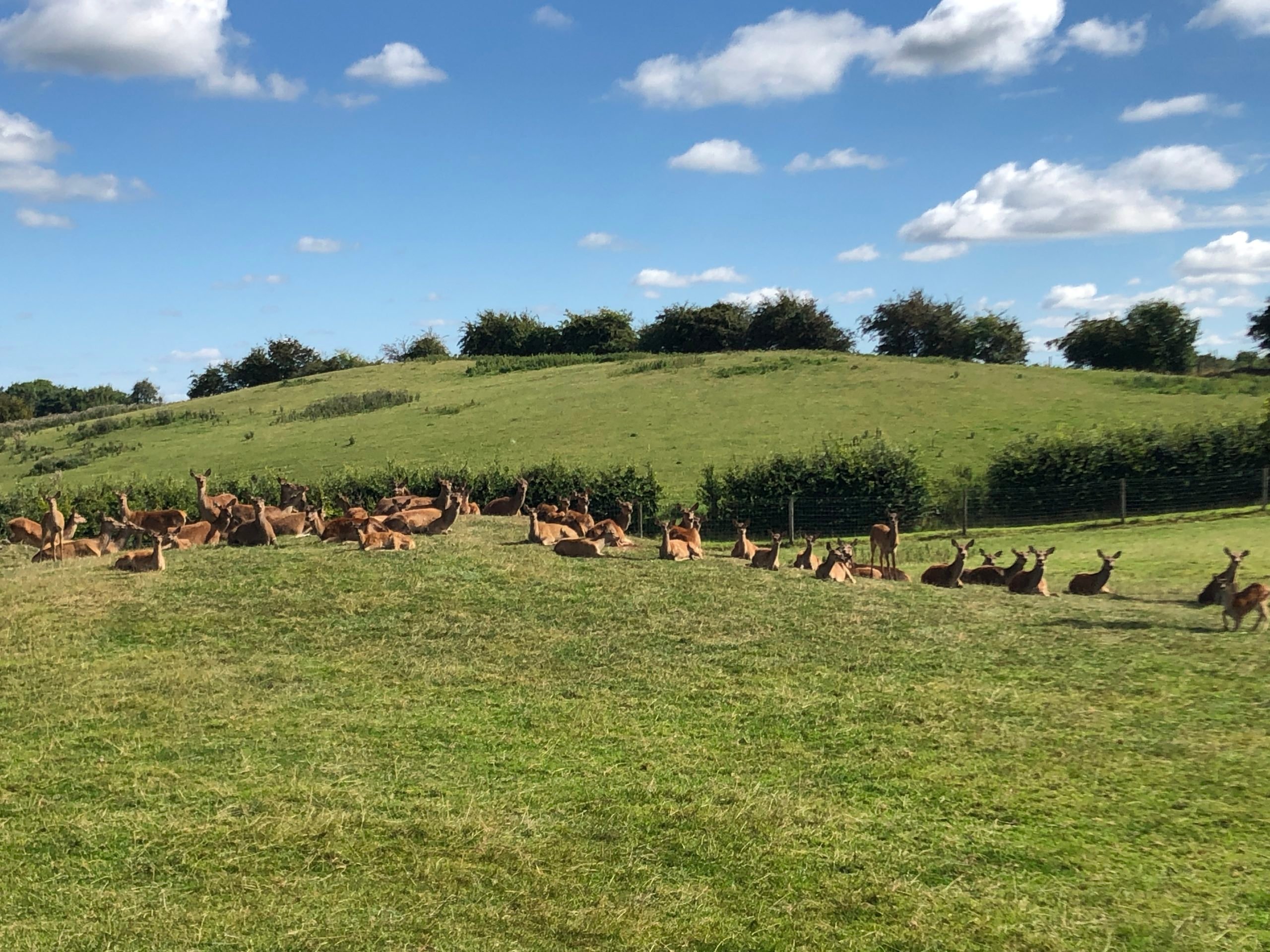 Deer out grazing on the farm