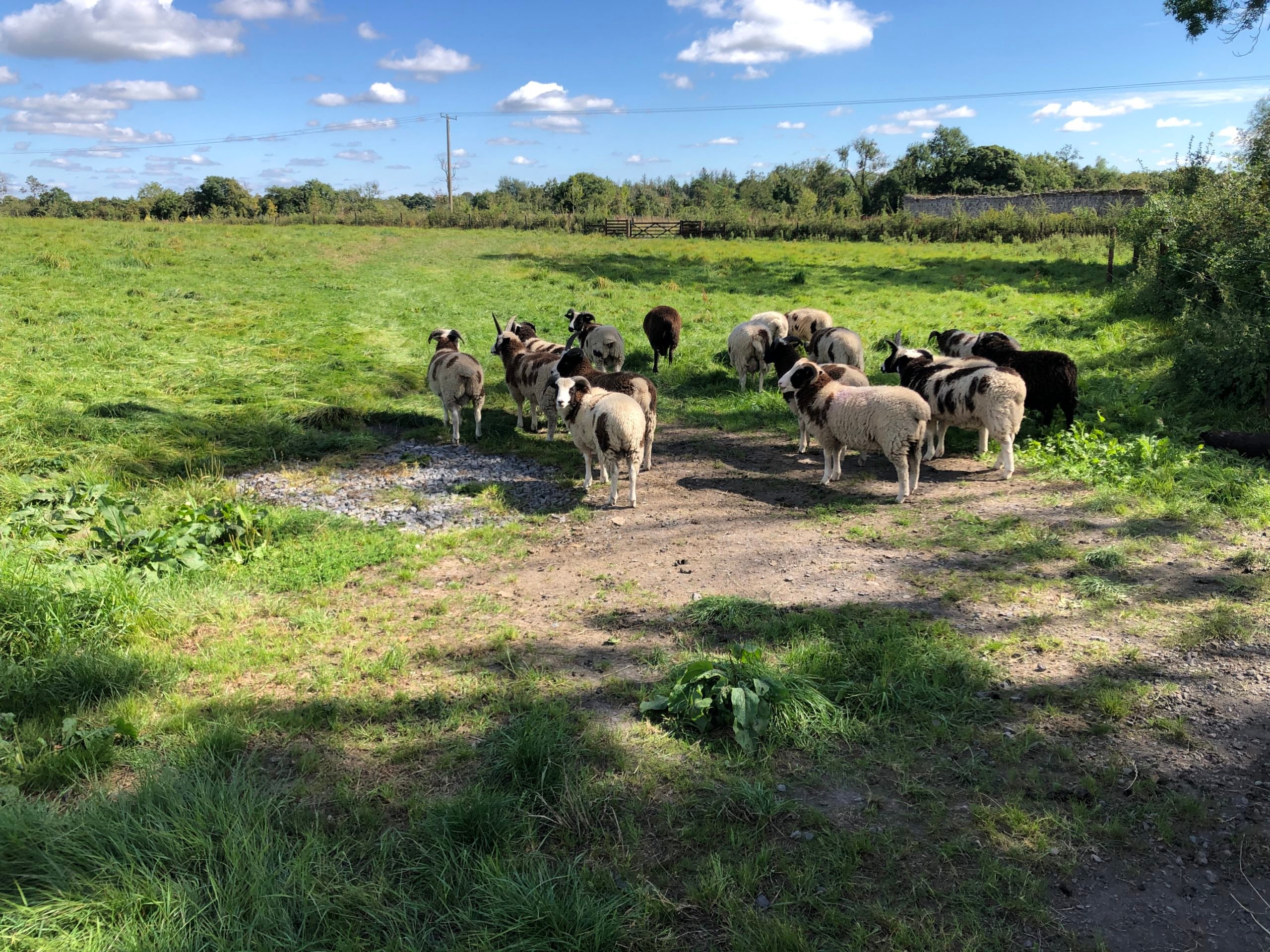 Jacob sheep