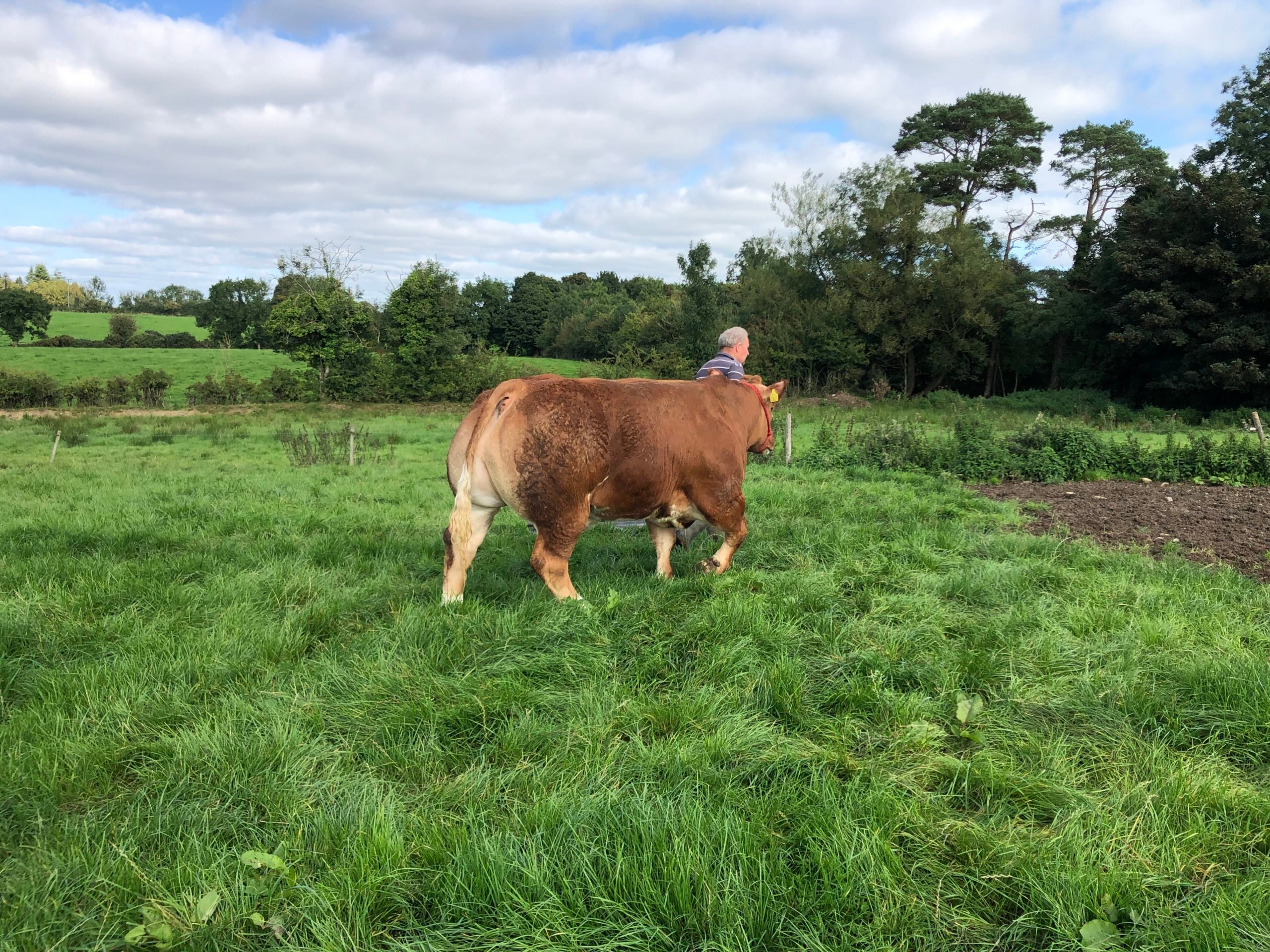 John Kane pictured with the bullock