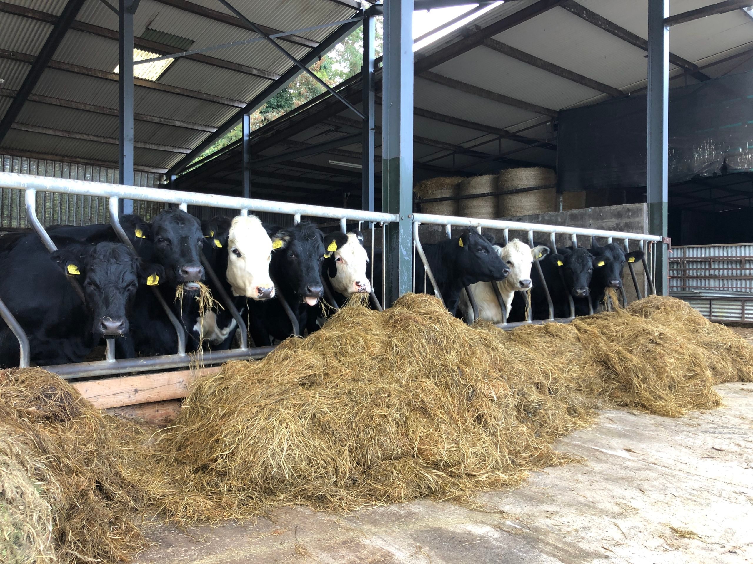Heifers that have been housed for finishing on the Craig's farm . These heifers will qualify for the ABP 20c/kg 'Sustainability bonus'