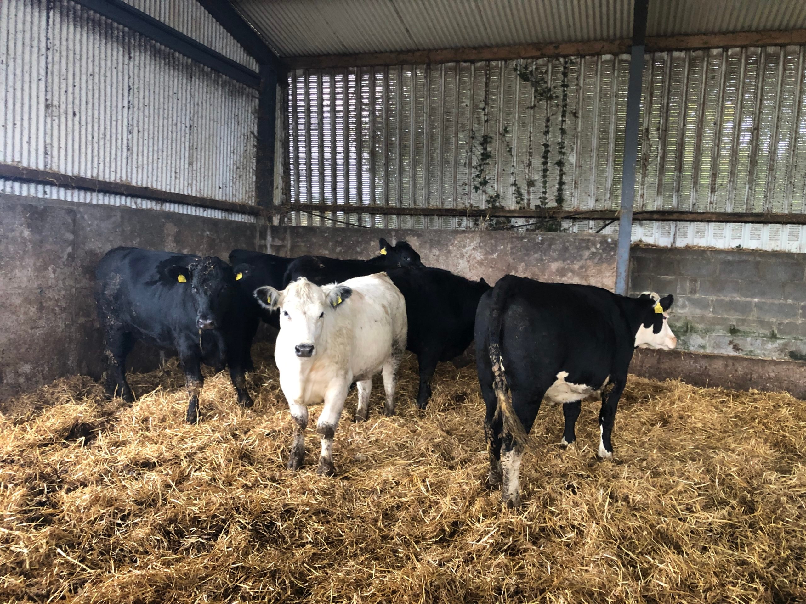 Heifers have access to a straw-bedded lyeback