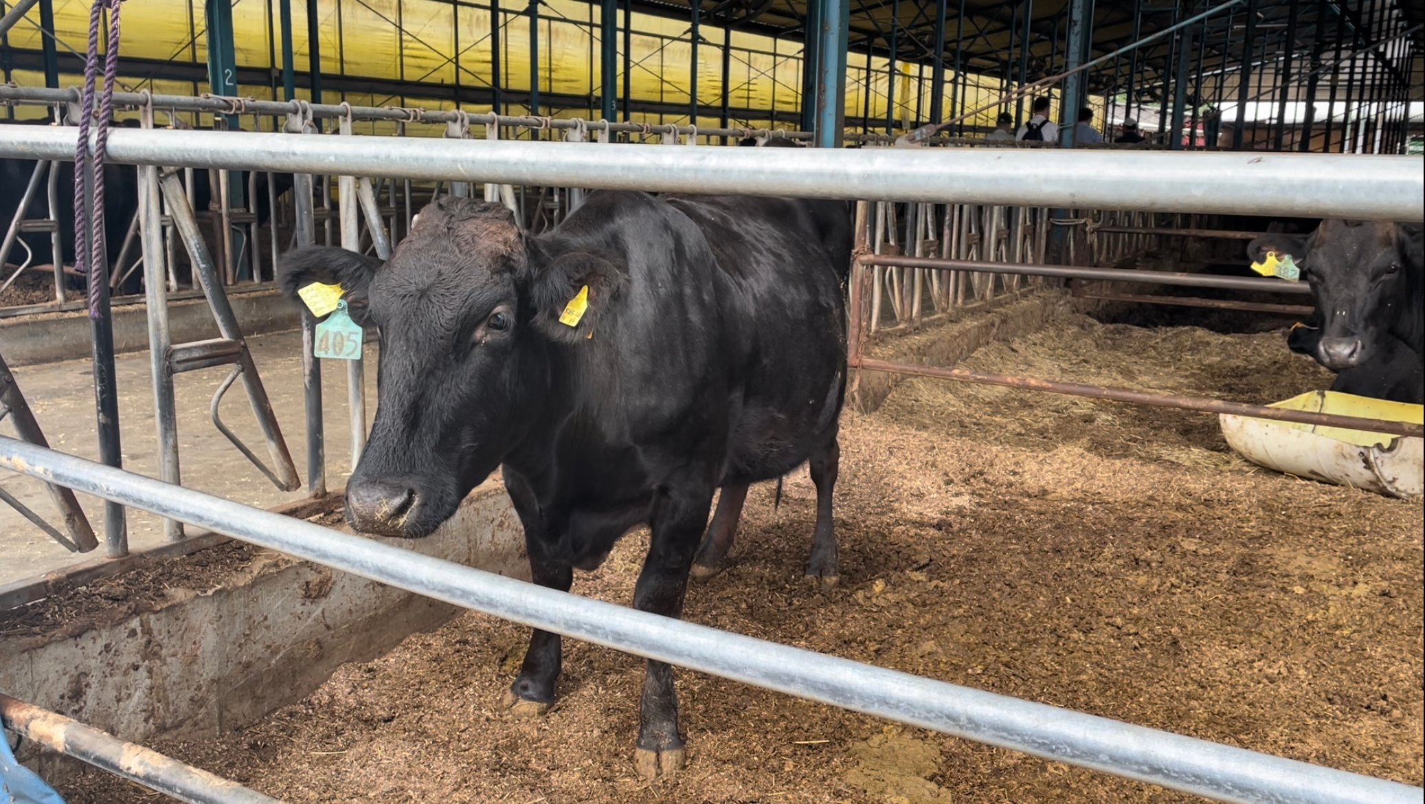 The Wagyu cattle are housed indoors in pens