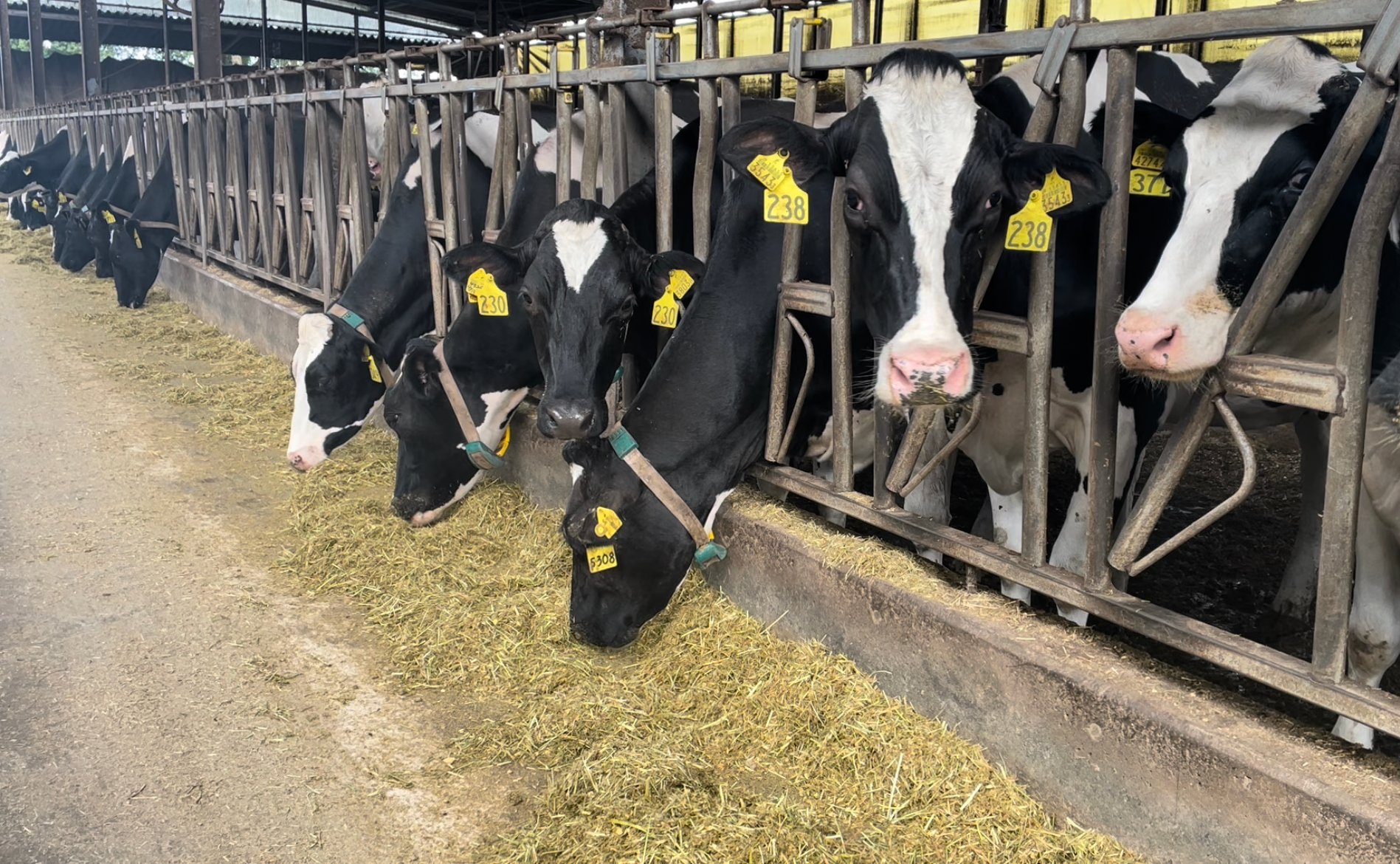 Holstein Friesian cows on Wealthy Farm in Japan