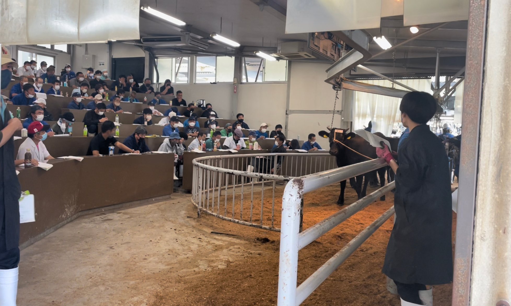 Wagyu weanlings are sold individually at the mart