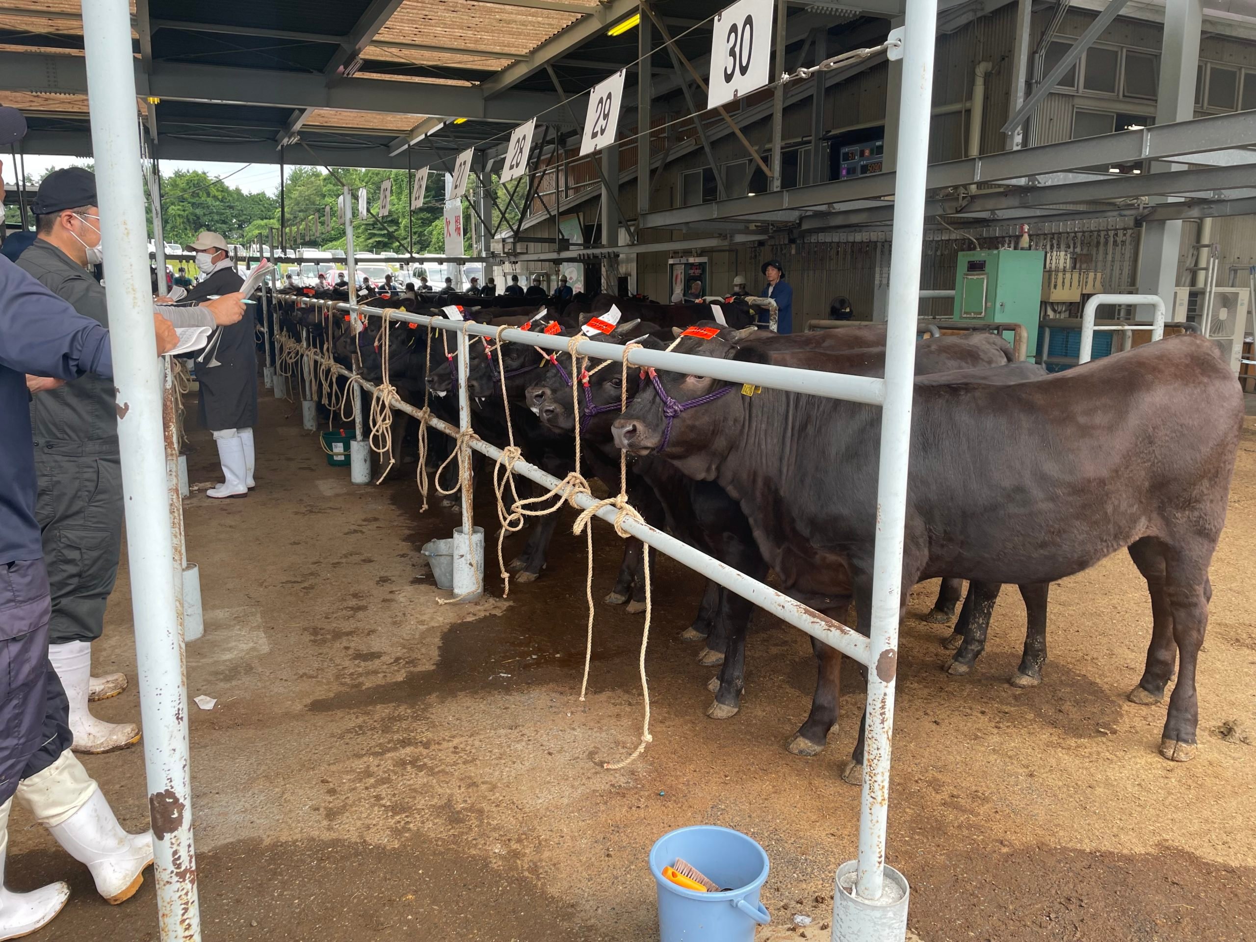 Weanlings lined up waiting to enter the sales ring at the mart