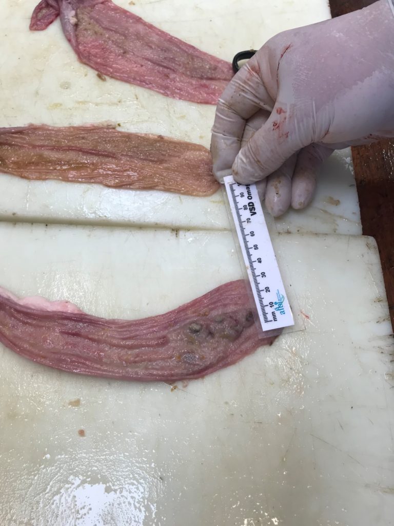 Healthy gut (above) is pink with fine folds, whereas diseased gut (bottom image) is discoloured with raised nodules