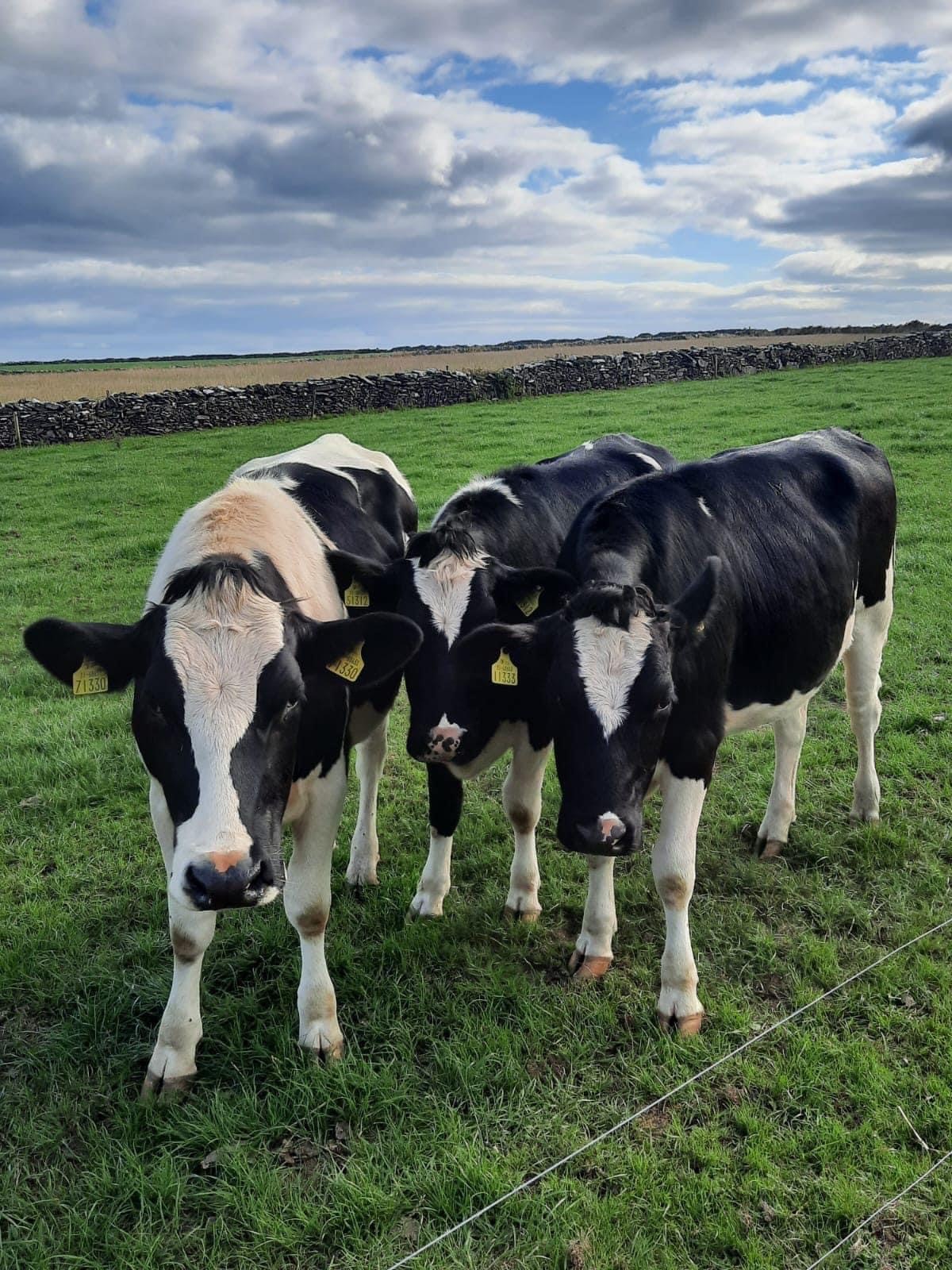 Image source: Bandon Mart