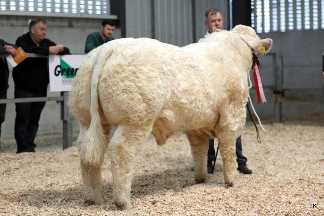 Reserve Senior Male Calf Champion: Drumcullen Superman. Sire: Drumcullen JJ. Image source: Tricia Kennedy