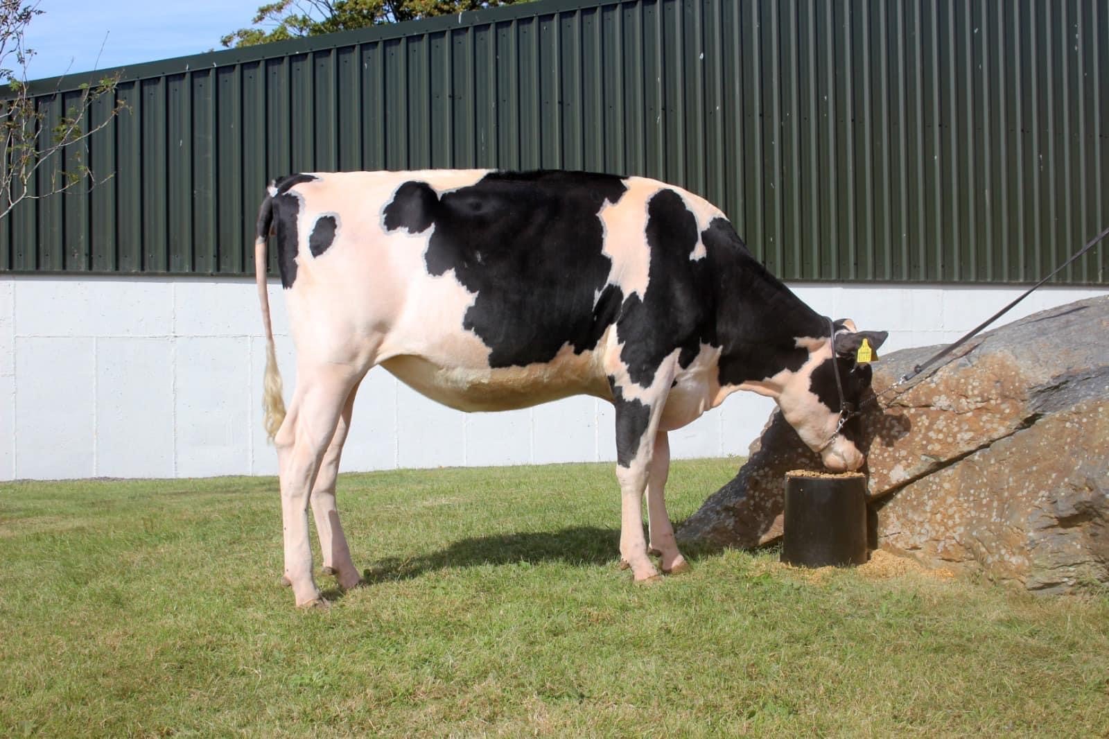 Lot 6: Eedy So Acclaim, sold for 8,700gnsImage source Taaffe Auctions