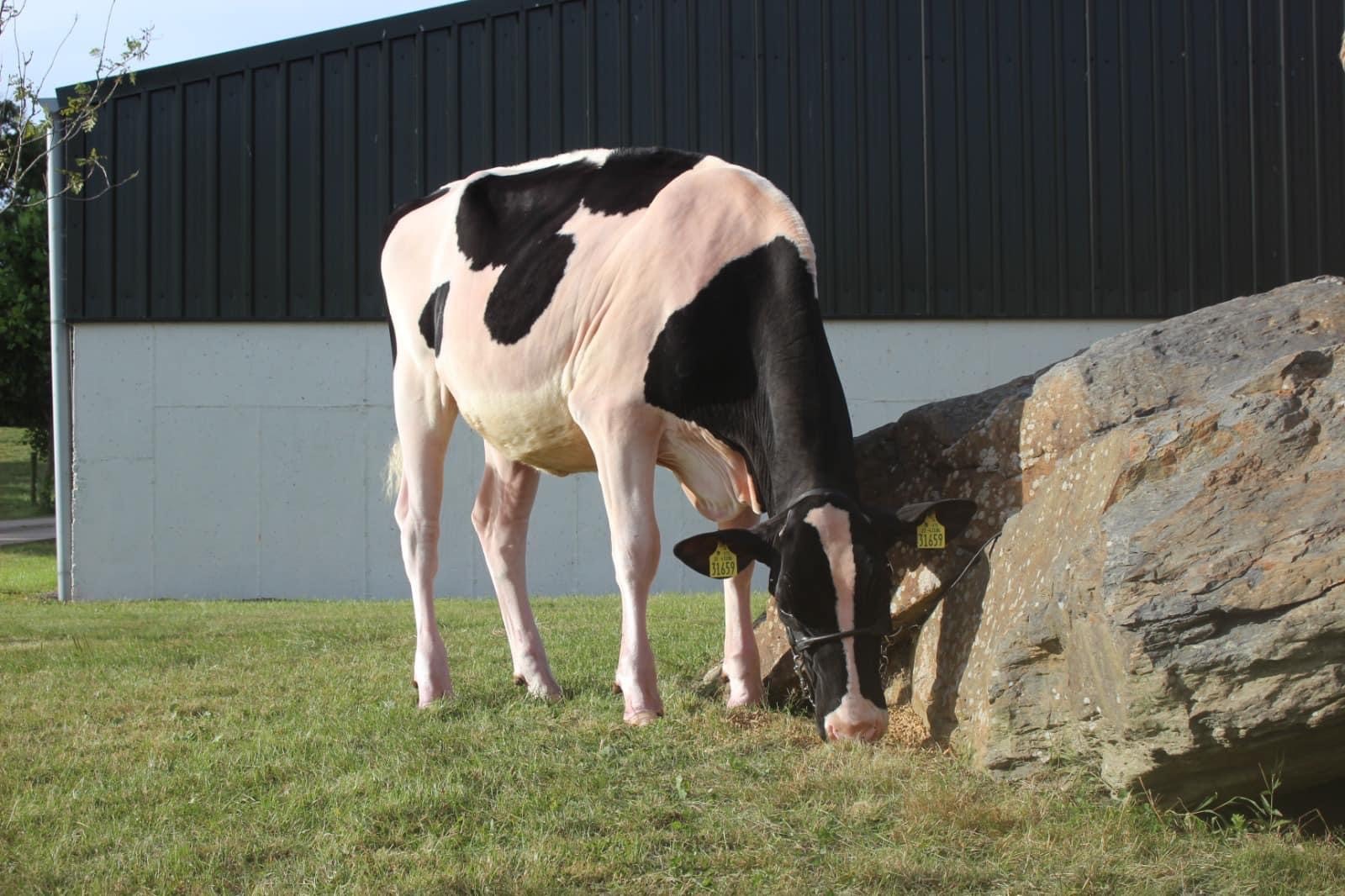 Lot 5: Eedy Rubicon Acclaim, sold for 8,400gnsImage source: Taaffe Auctions