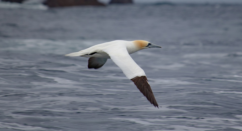 Gannet