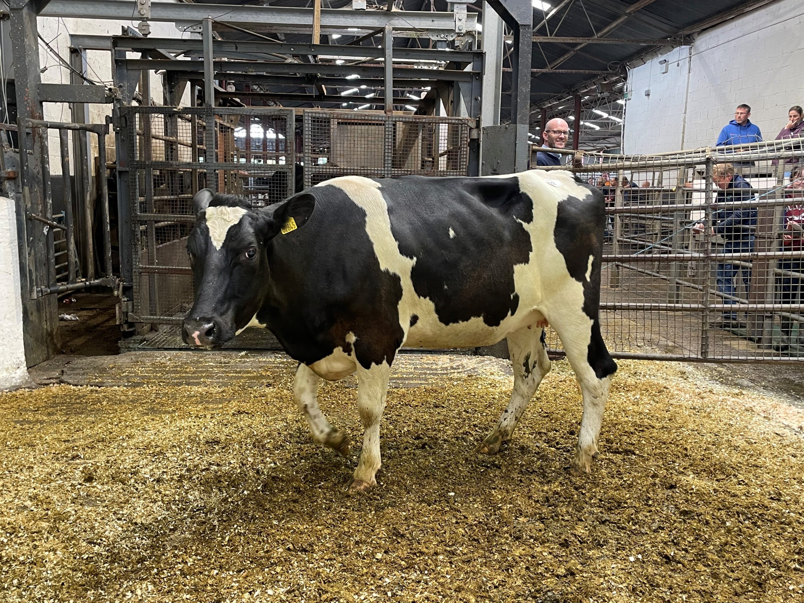 Lot 92: Pepperstown Pivotal Ida, sold for 2,400gns