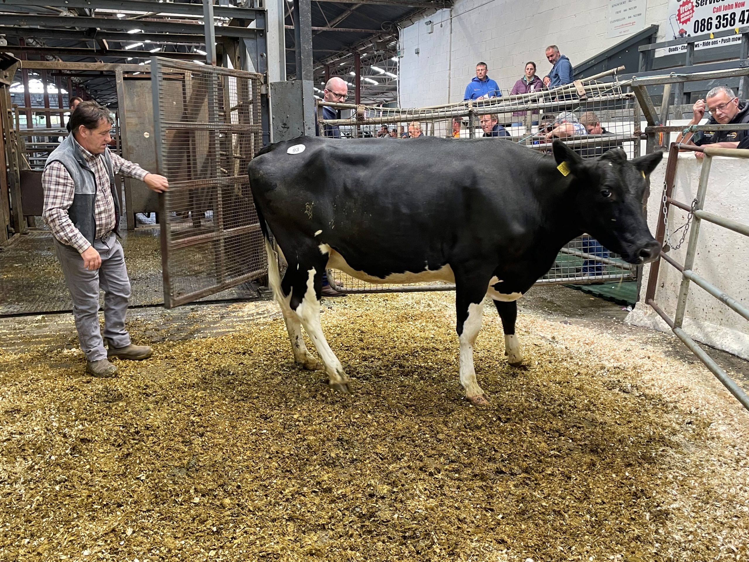 Lot 93: Pepperstown Ebony Shirley, sold for 2,500gns
