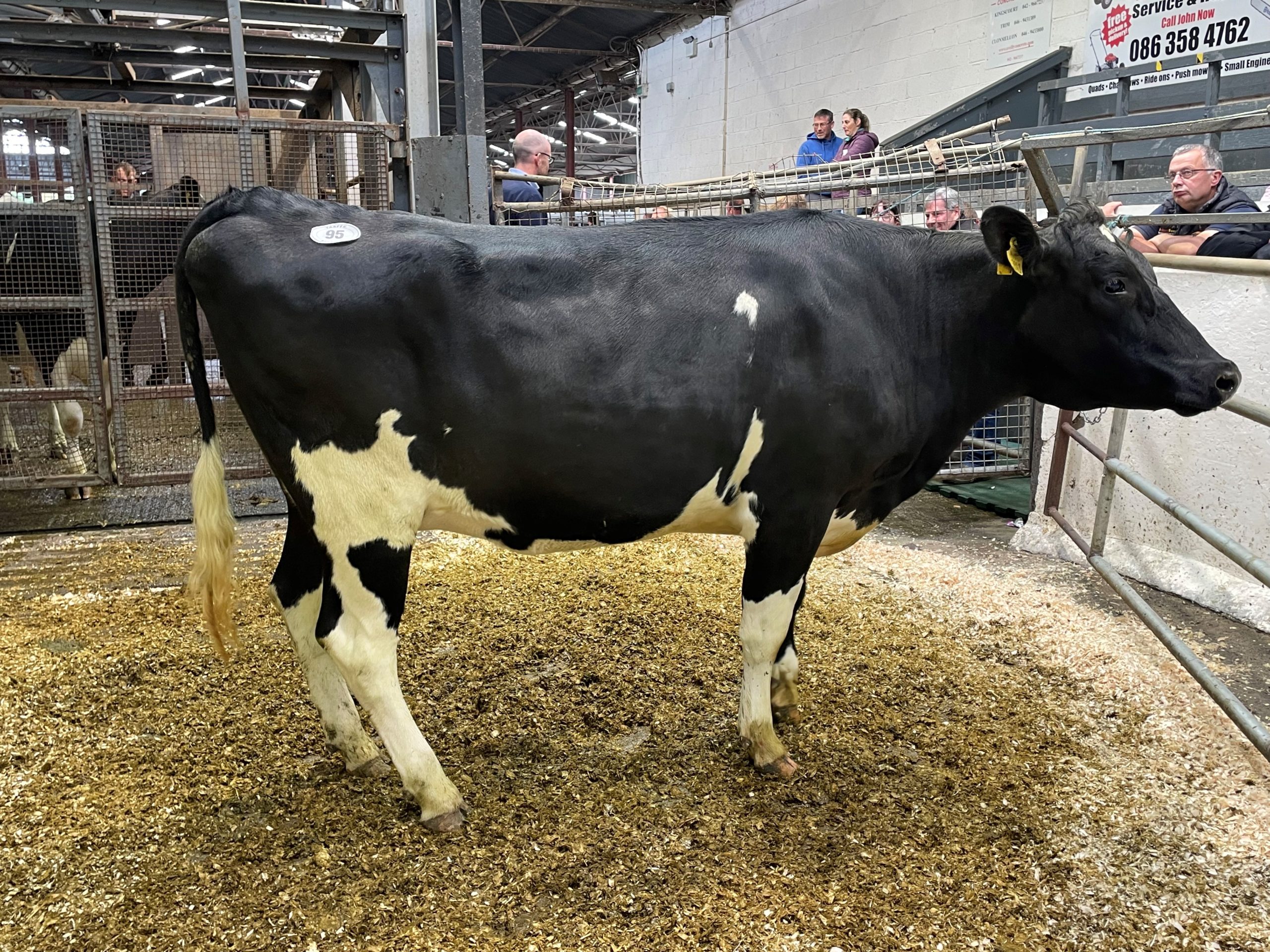 Lot 95: Pepperstown Pivotal Daisy, sold for 2,600gns
