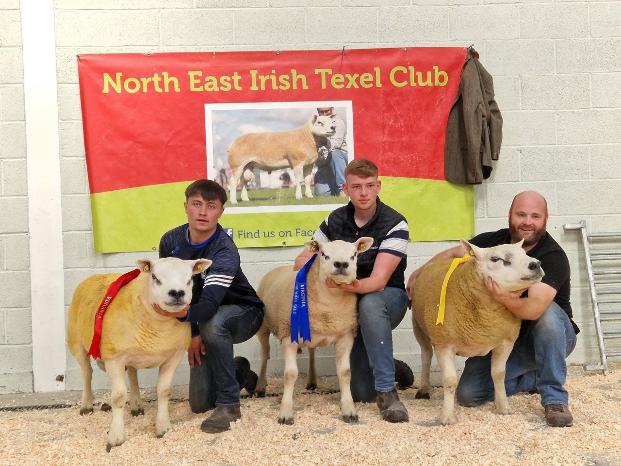Shearling ram class winners