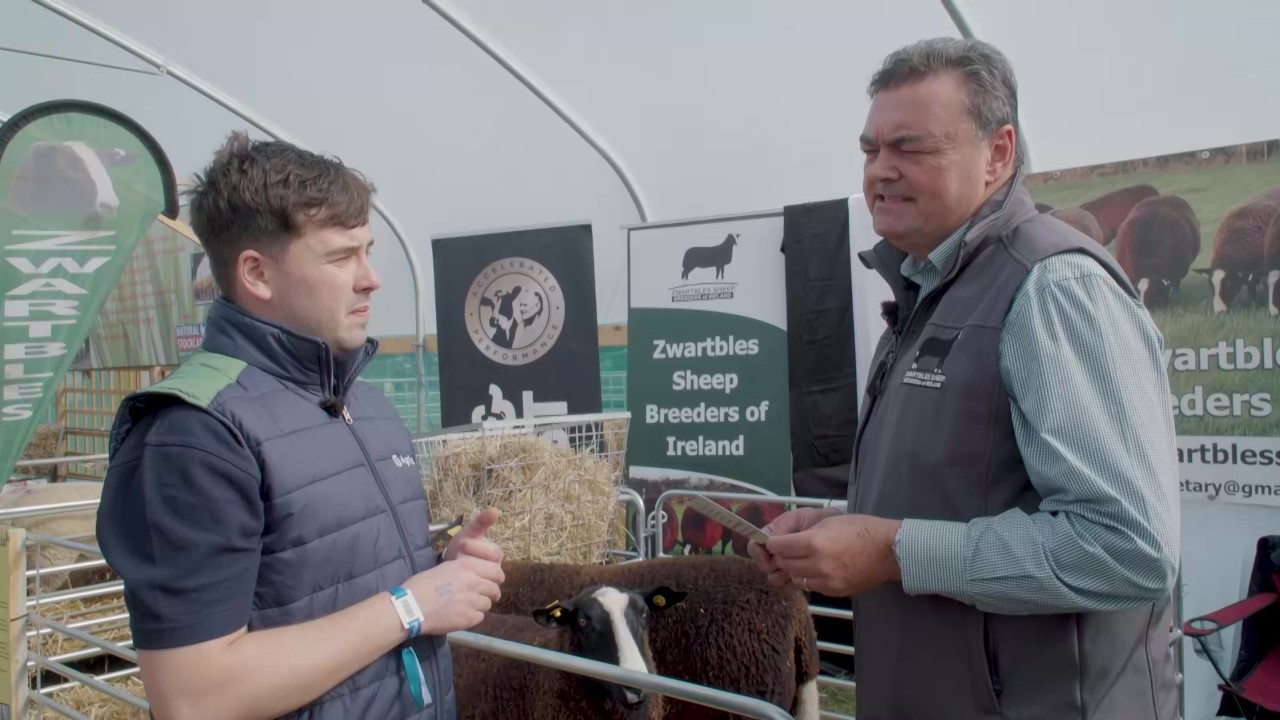 Tom McCann of the Zwartbles Sheep Breeders of Ireland