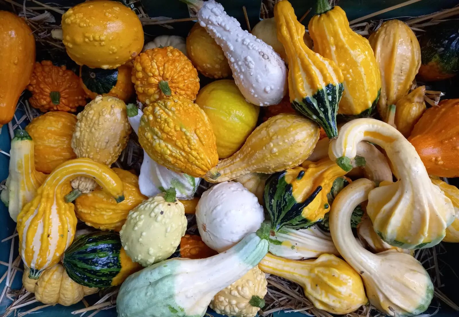 Gourds. Image source: Ballymad Farm