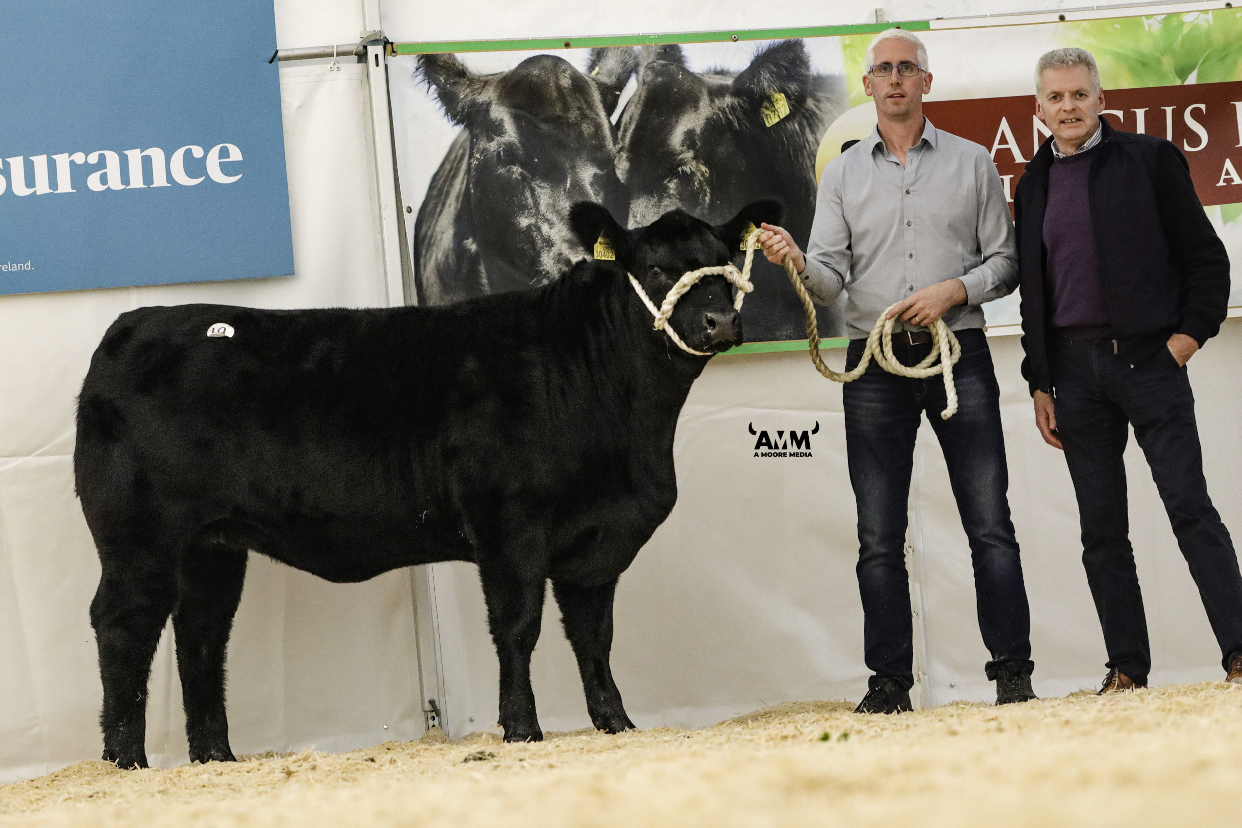 Bunlahy U2 Katy Et sold for €9,400