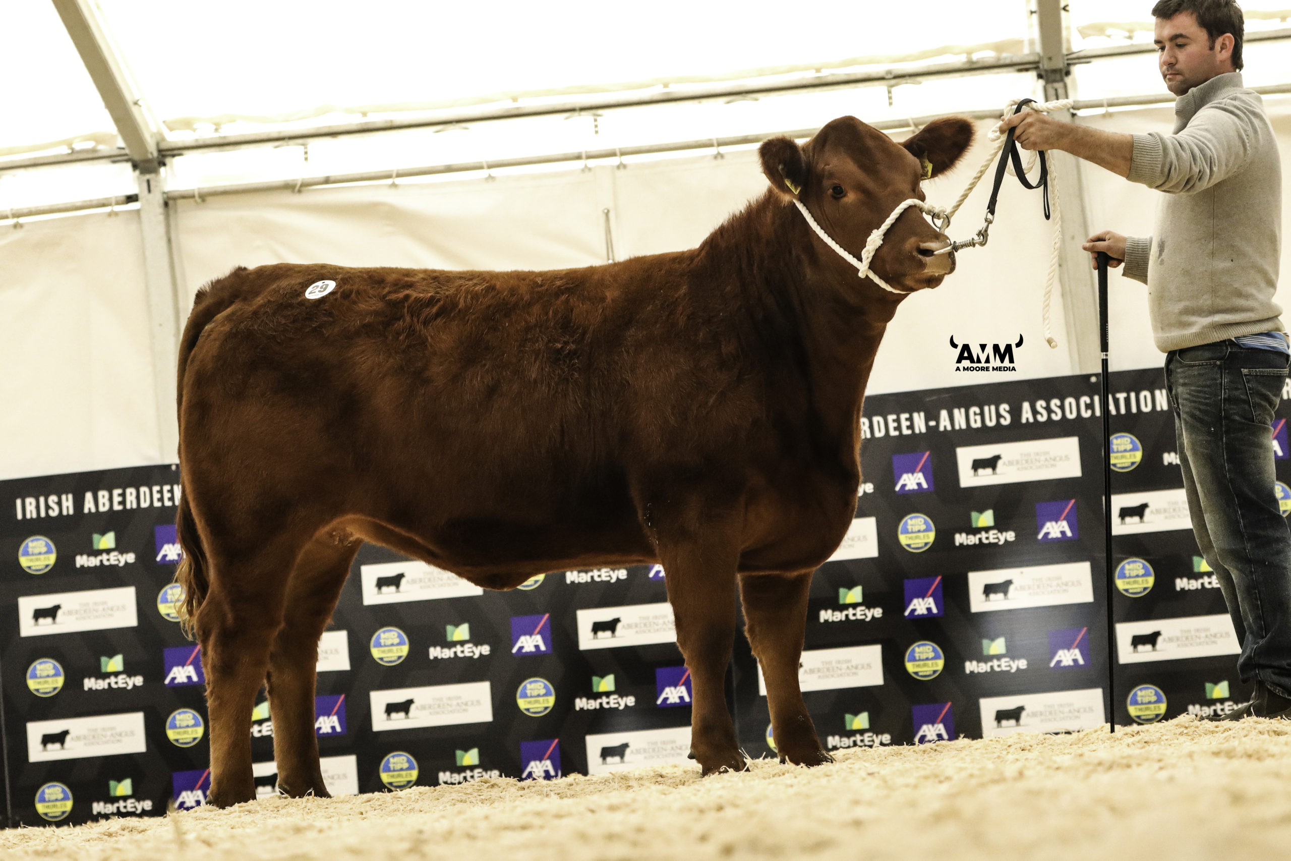 Dulague Red Beauty X314 sold for the second-top female price of €7,400.