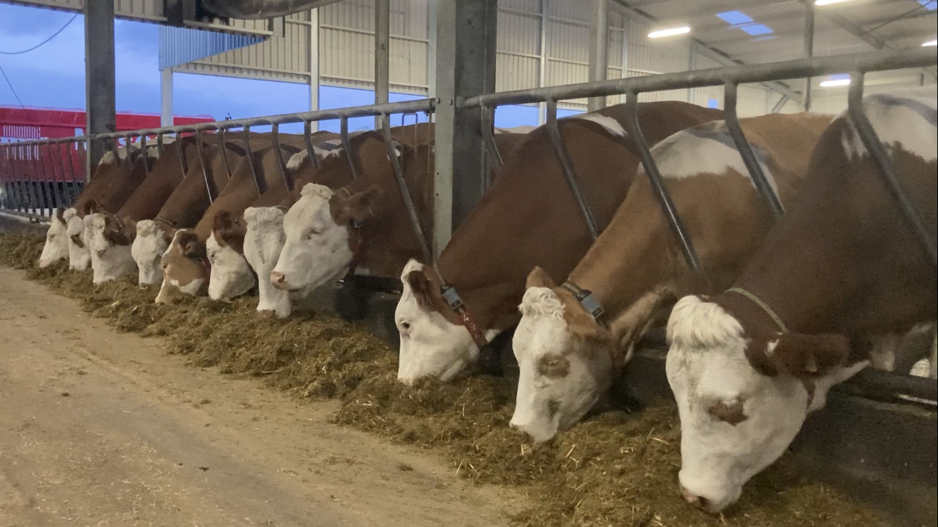 Cow's after being fed fresh feed