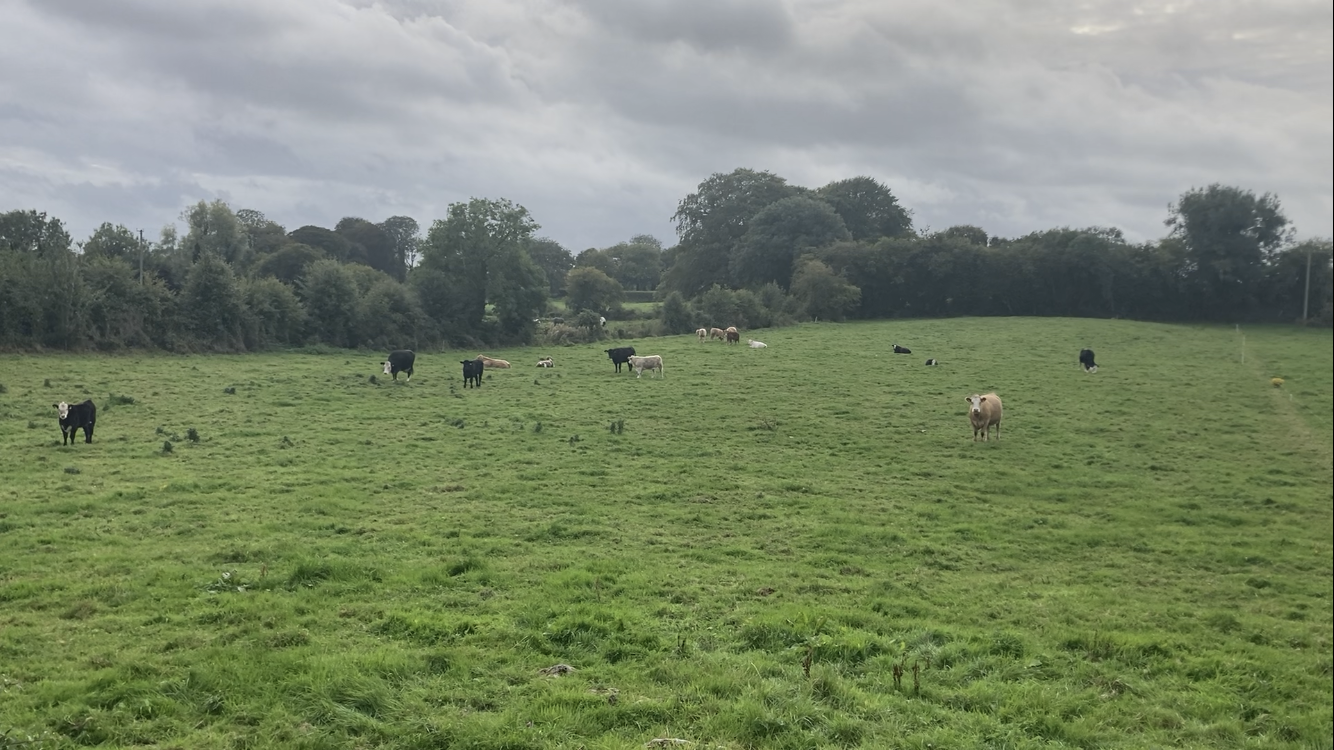 Cows and calves on the Fox's farm