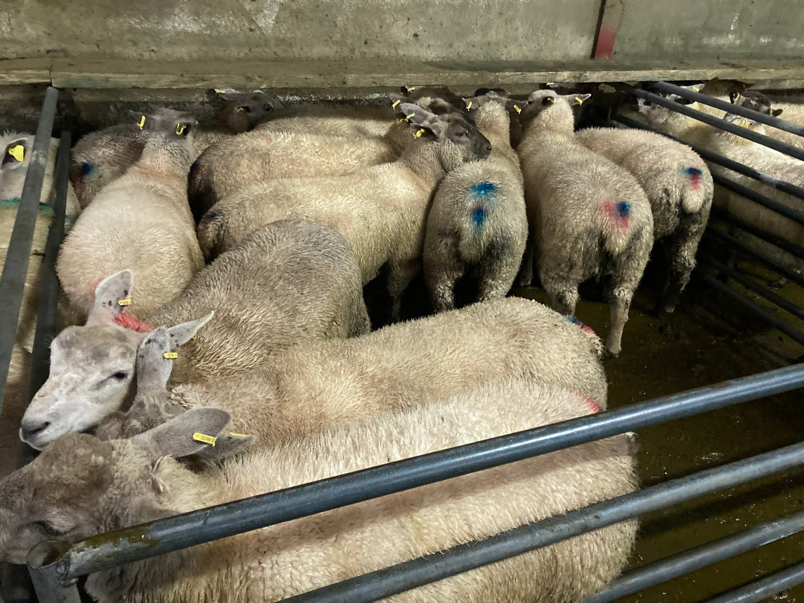 These 47.5kg lambs sold for €130/head