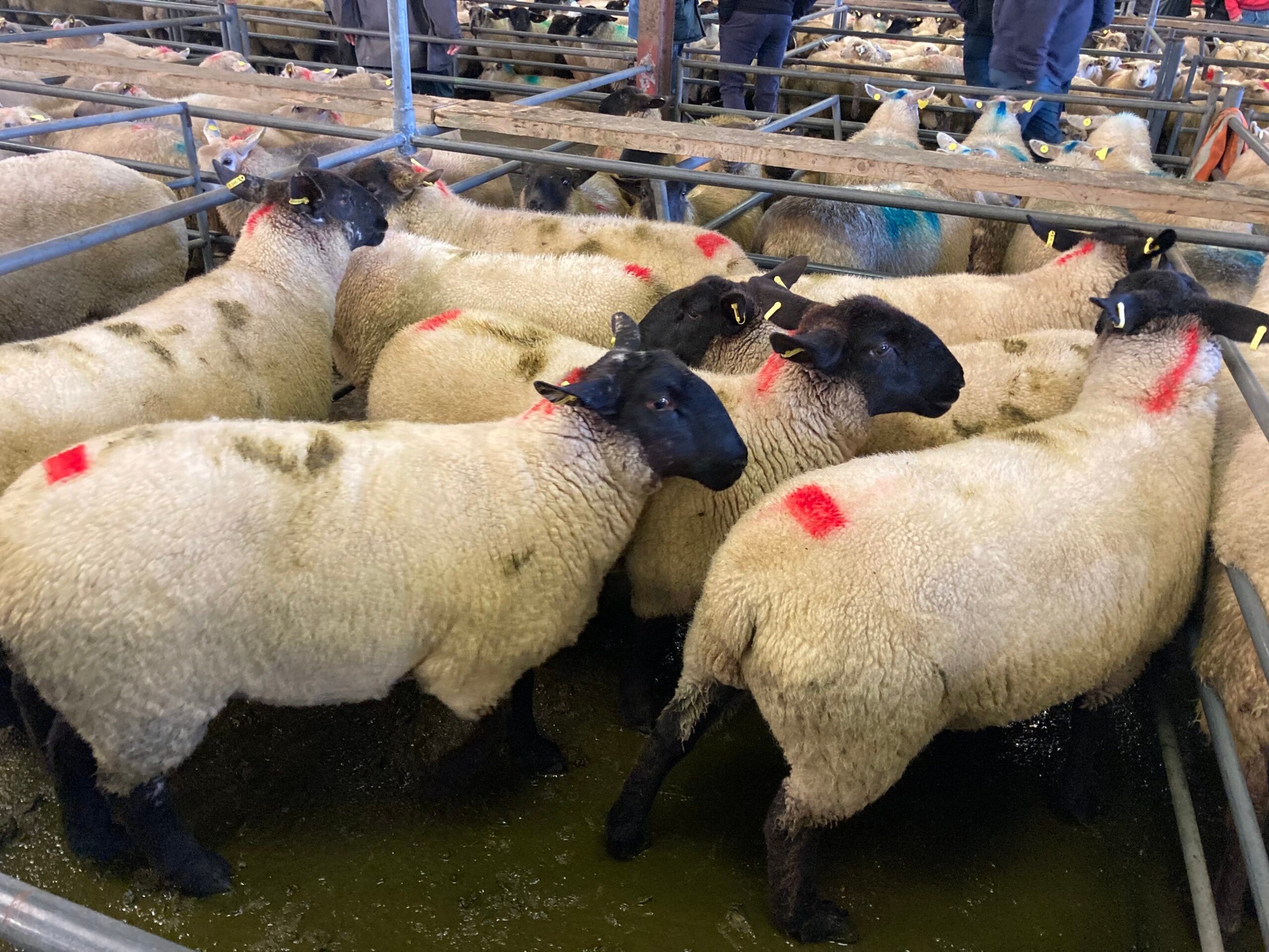This pen of Suffolk hoggets sold for €166/head