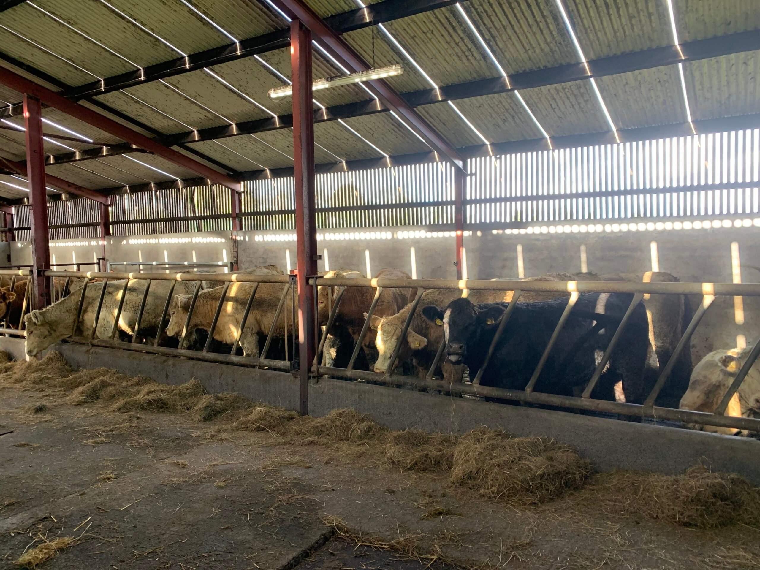 Heifers housed for finishing