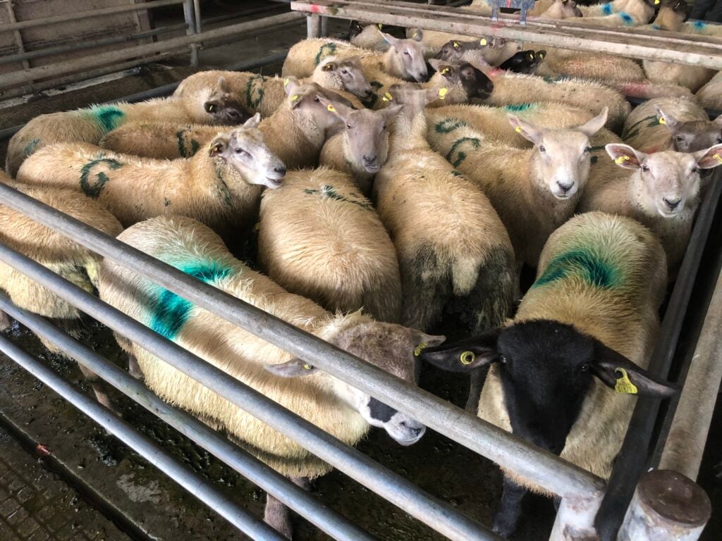 This pen of 50.5kg lambs sold for €142/head