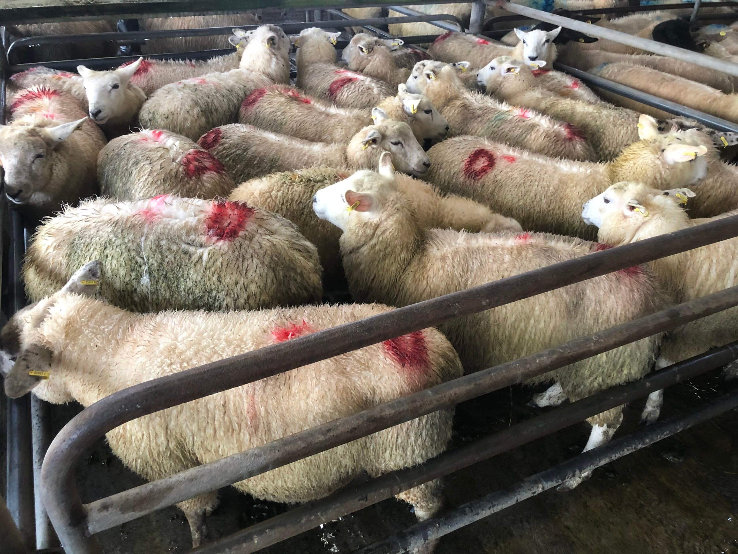 This pen of 36kg store lambs sold for €90/head at Athenry Mart last Monday