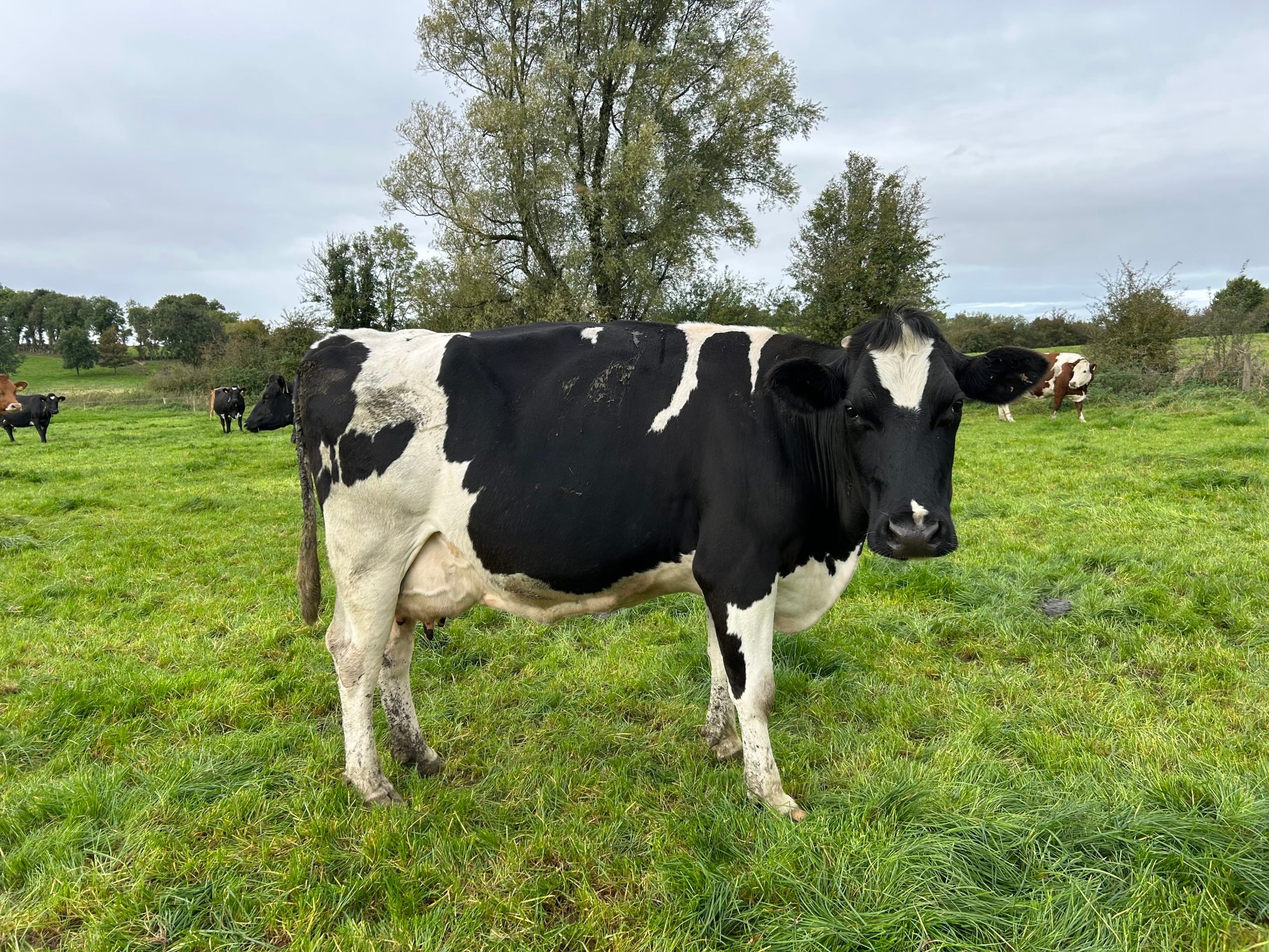 One of the original cows