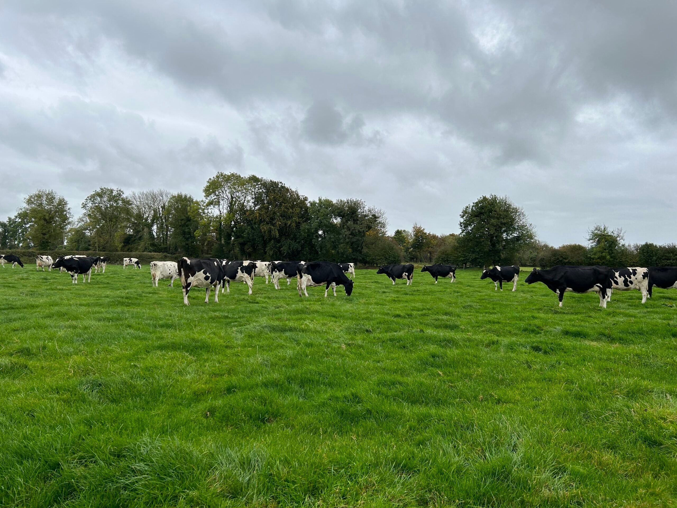 Cows at Windfield Holstein