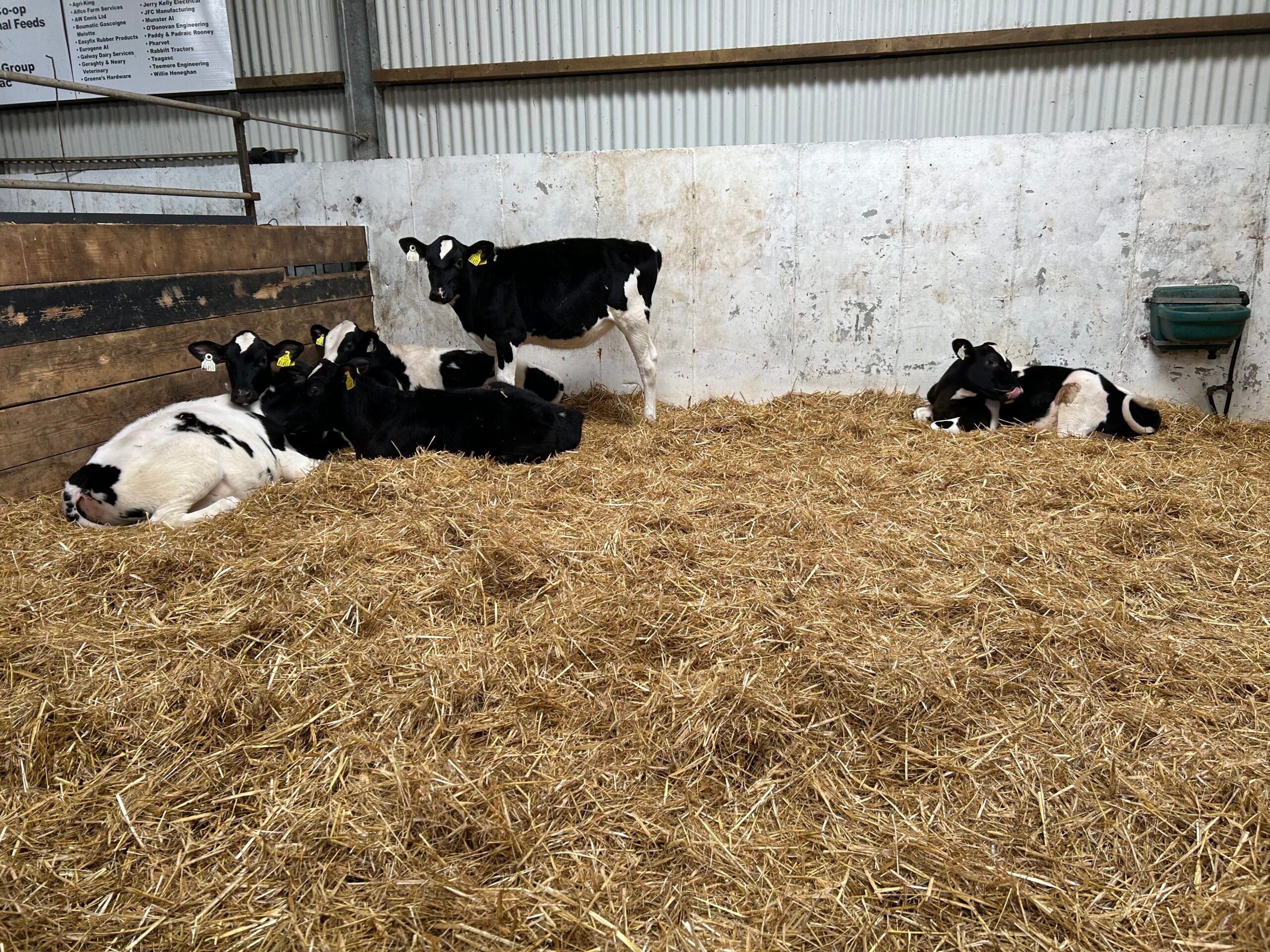 Calves on Windfield Holstein
