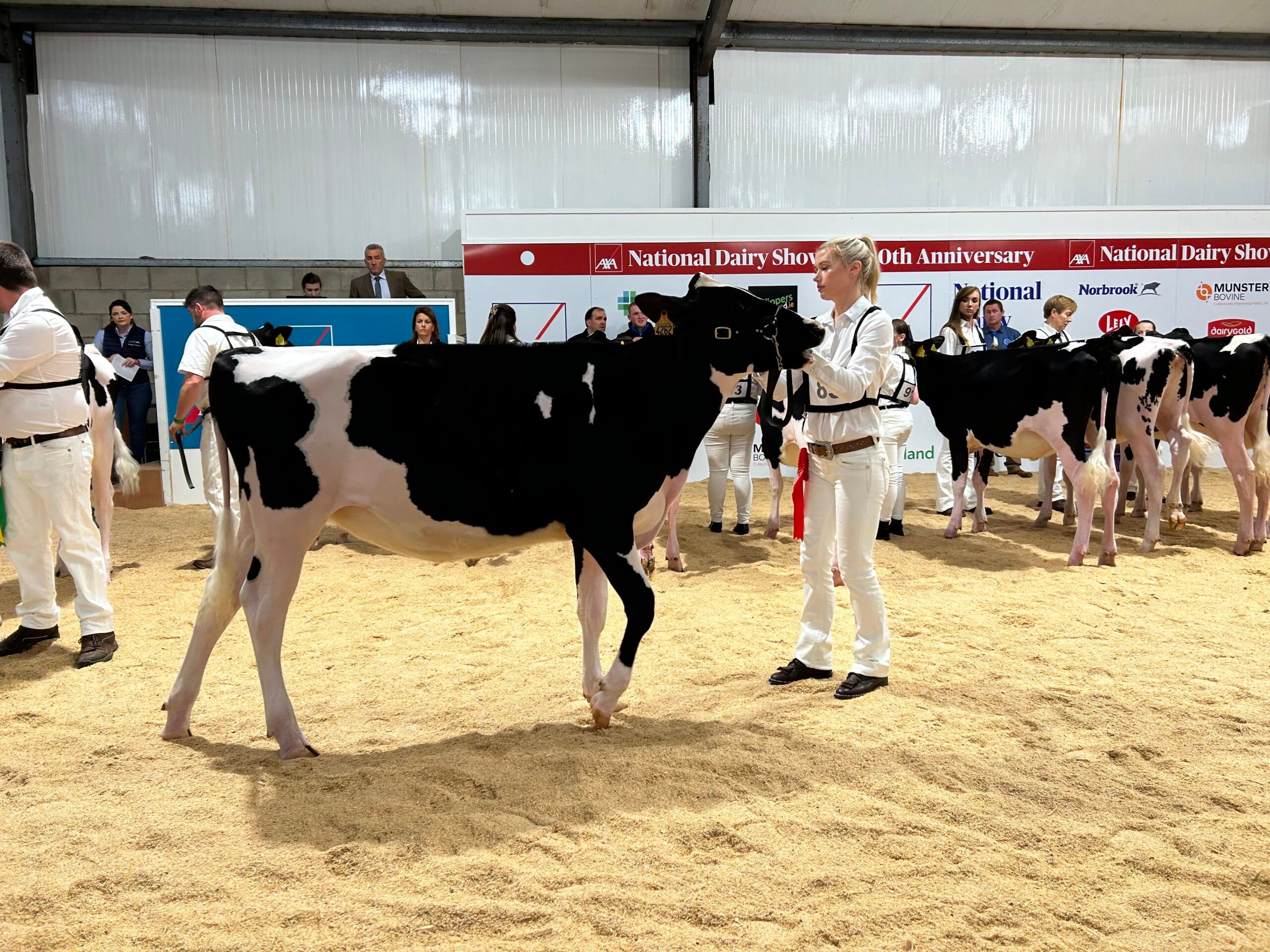 LB Jasmine, exhibited by Ballywater Farms