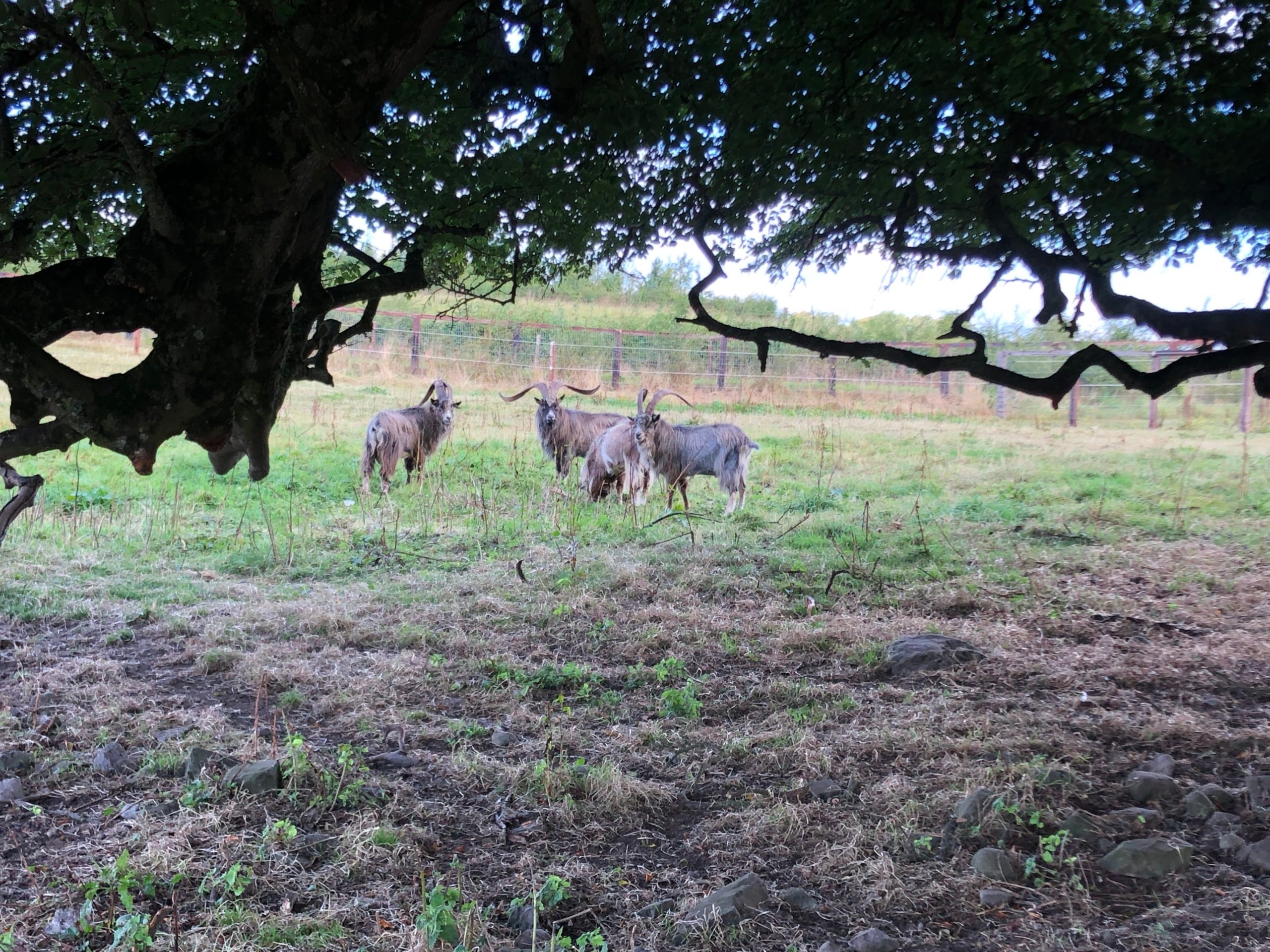 Old Irish Goats