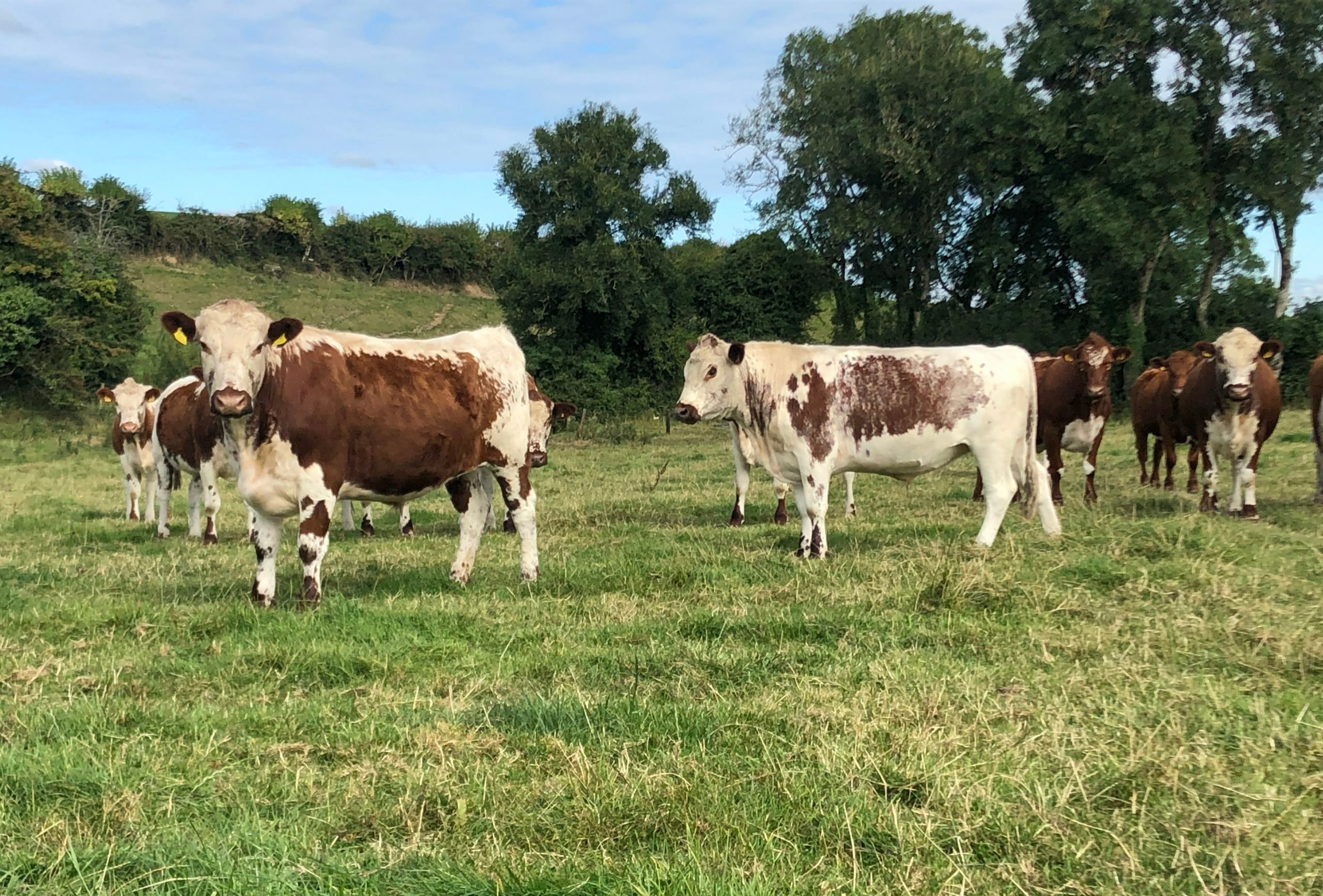 Irish Moiled cattle will be eligible for the rare breeds measure as part of the Agri Climate Rural Environment Scheme (ACRES)&nbsp;