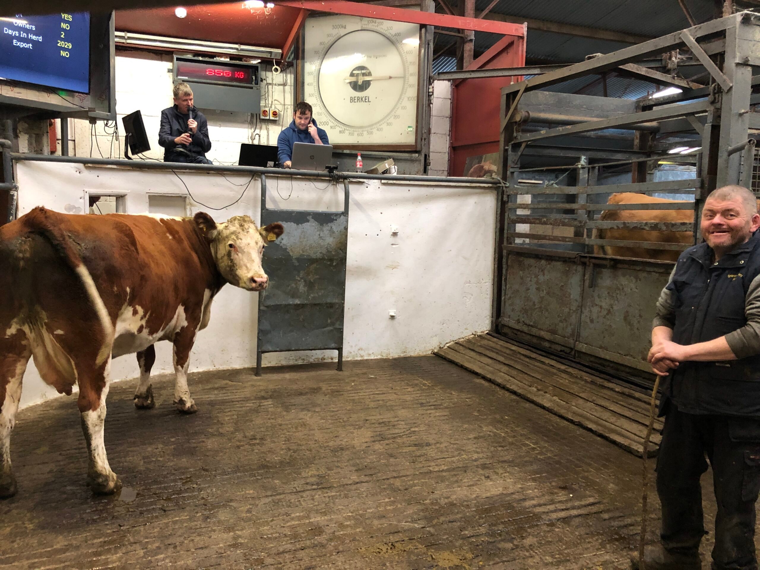 This 840kg Hereford-cross cow sold for €1,860 or €2.21/kg