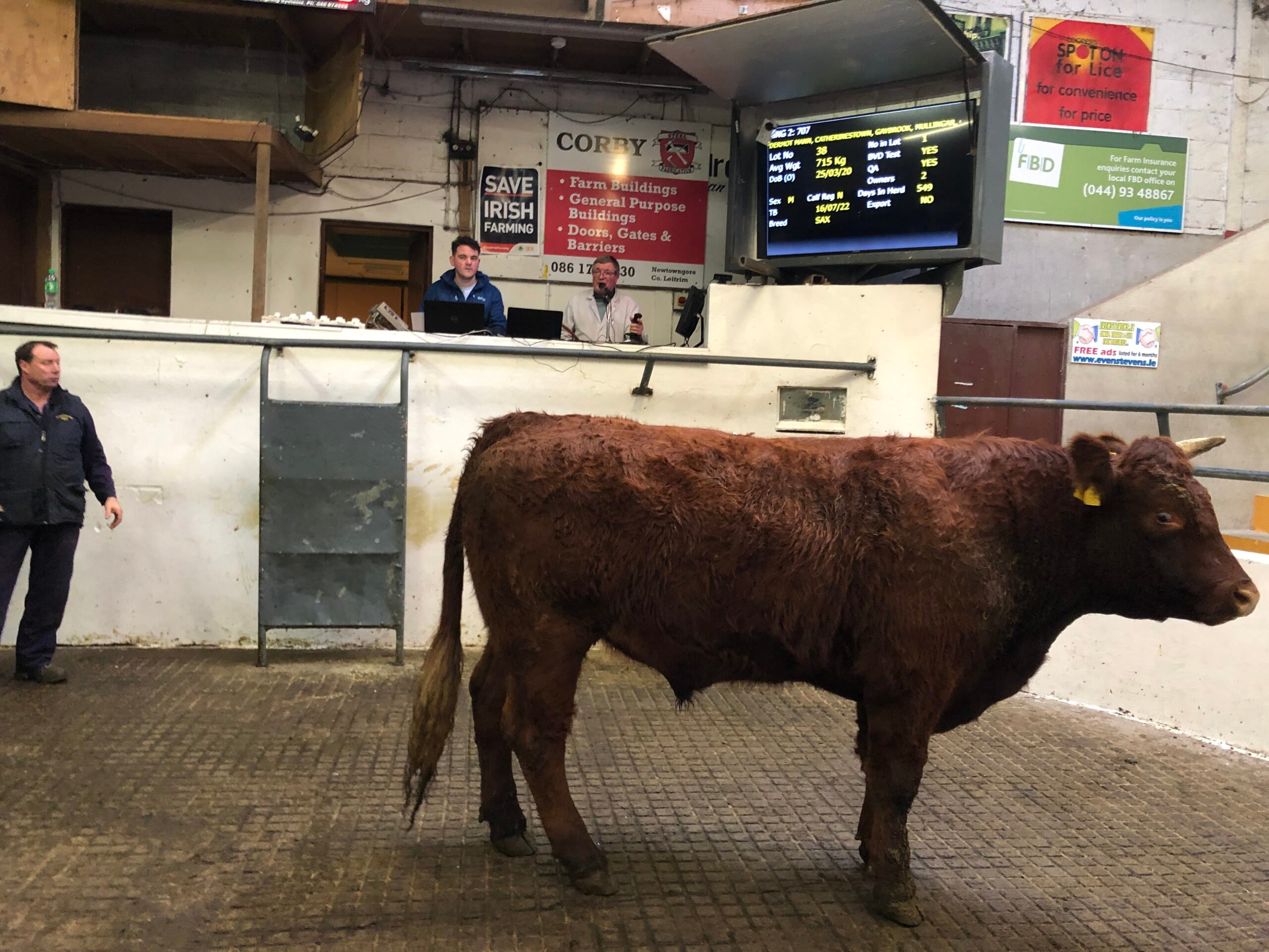This 715kg Saler bullock sold for €1,840 or €2.57/kg