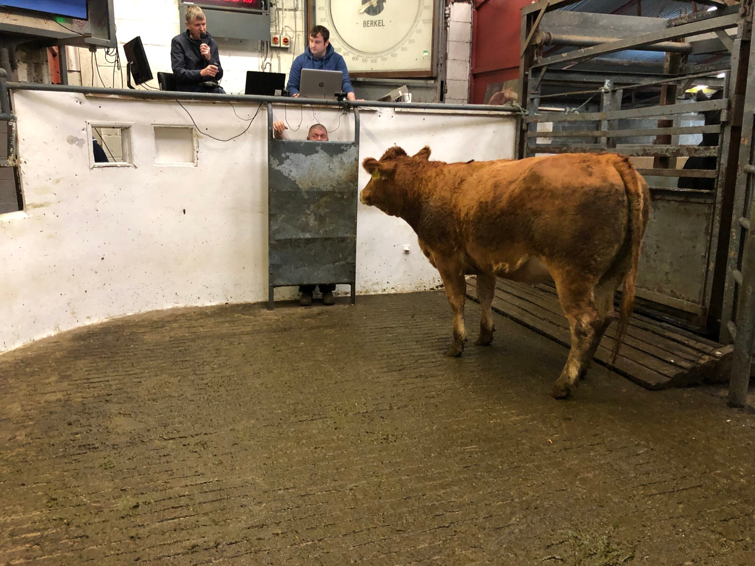 This 580kg Limousin-cross heifer sold for €1,380 or €2.38/kg