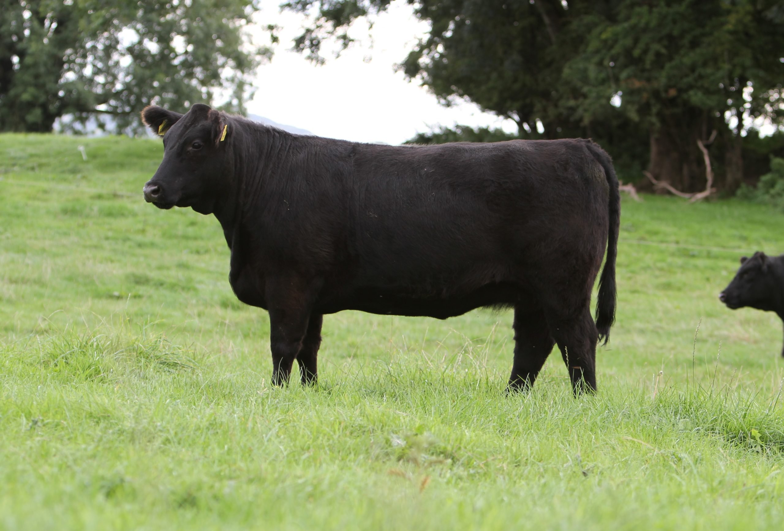 Liss Minree X043 sold for €6,000