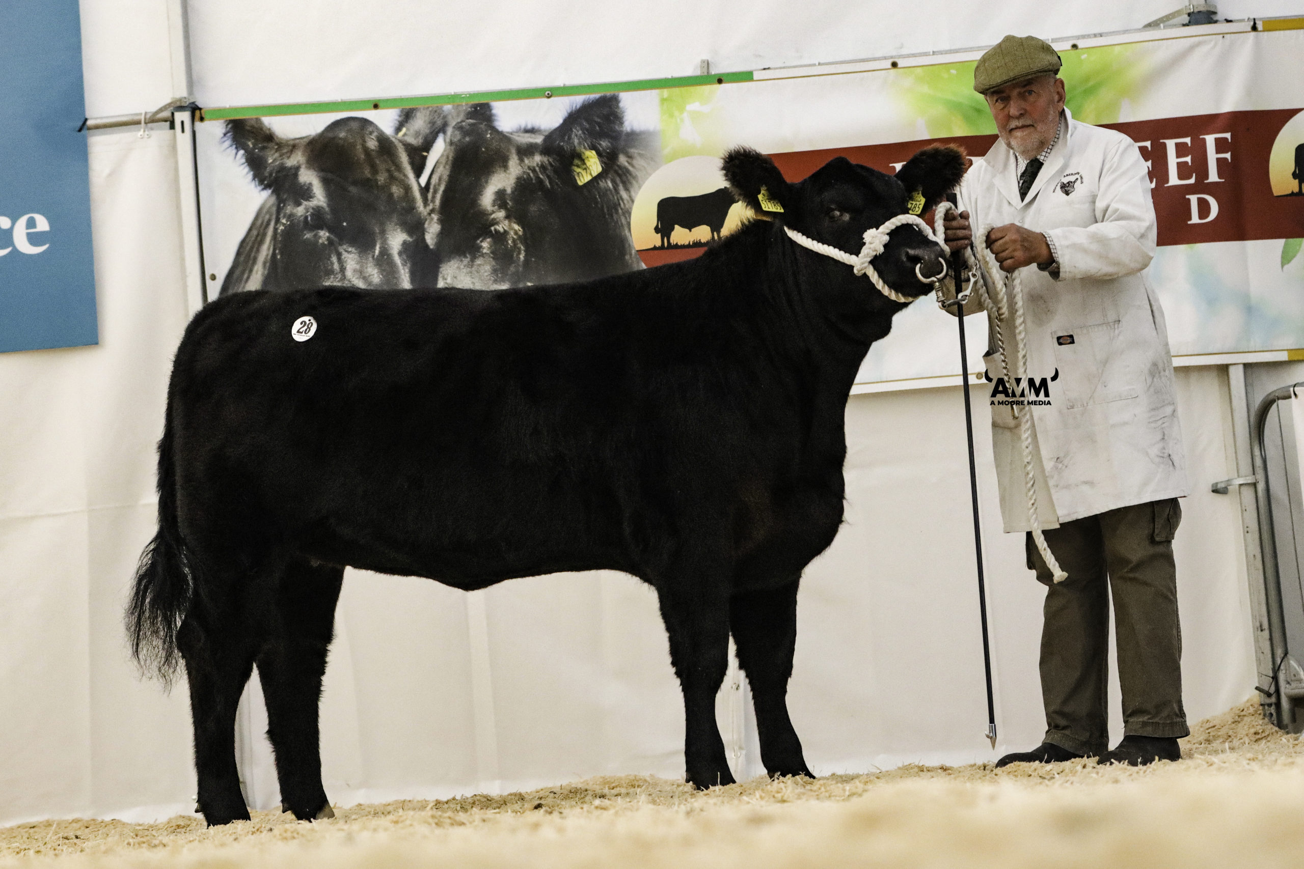 Mogeely Pru X785 sold for €6,400