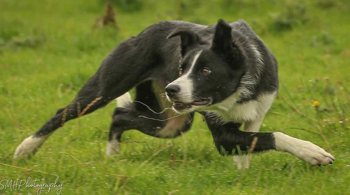 North Hill Tess in action Image: Sophie Holt SMH Photography