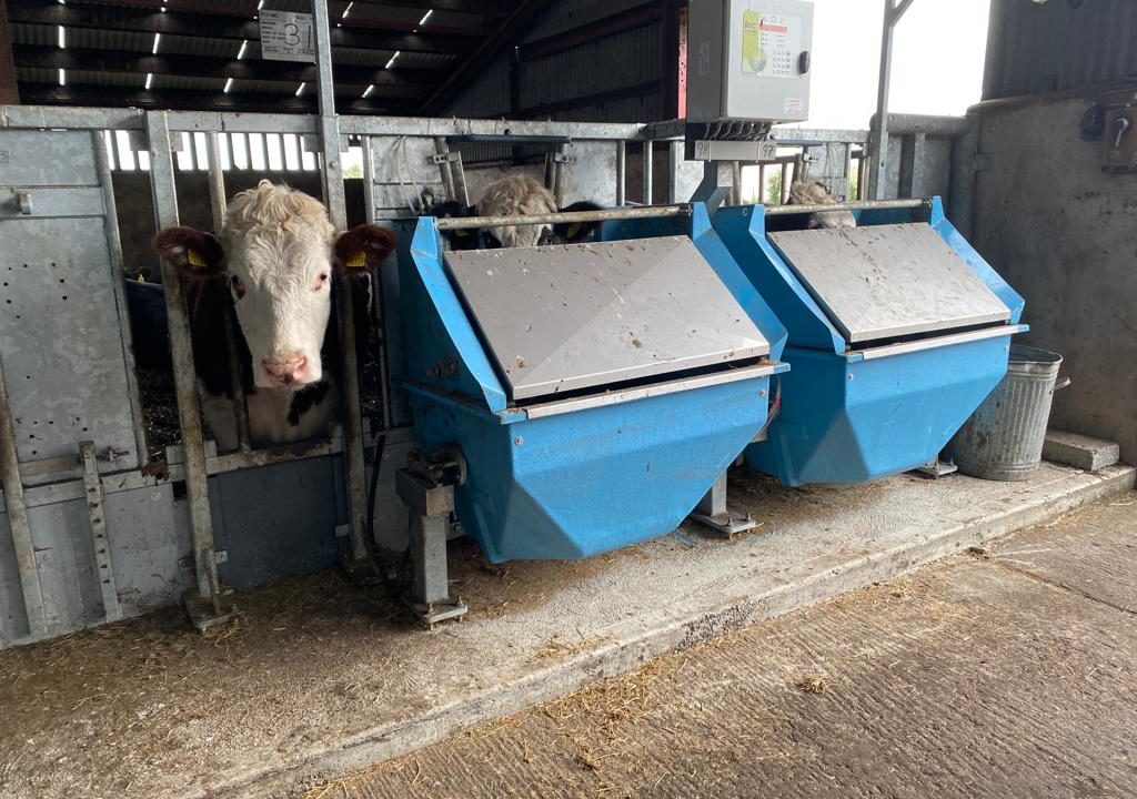 Cattle from the ABP Demo Farm at the ICBF's Tully Progeny Test Centre in Co. Kildare