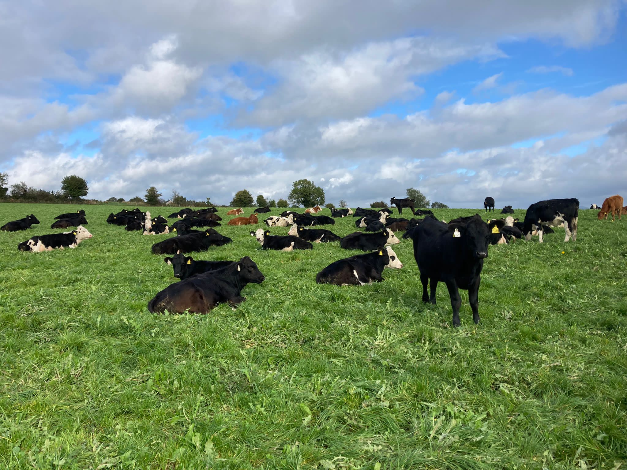 2022-born calves on grass