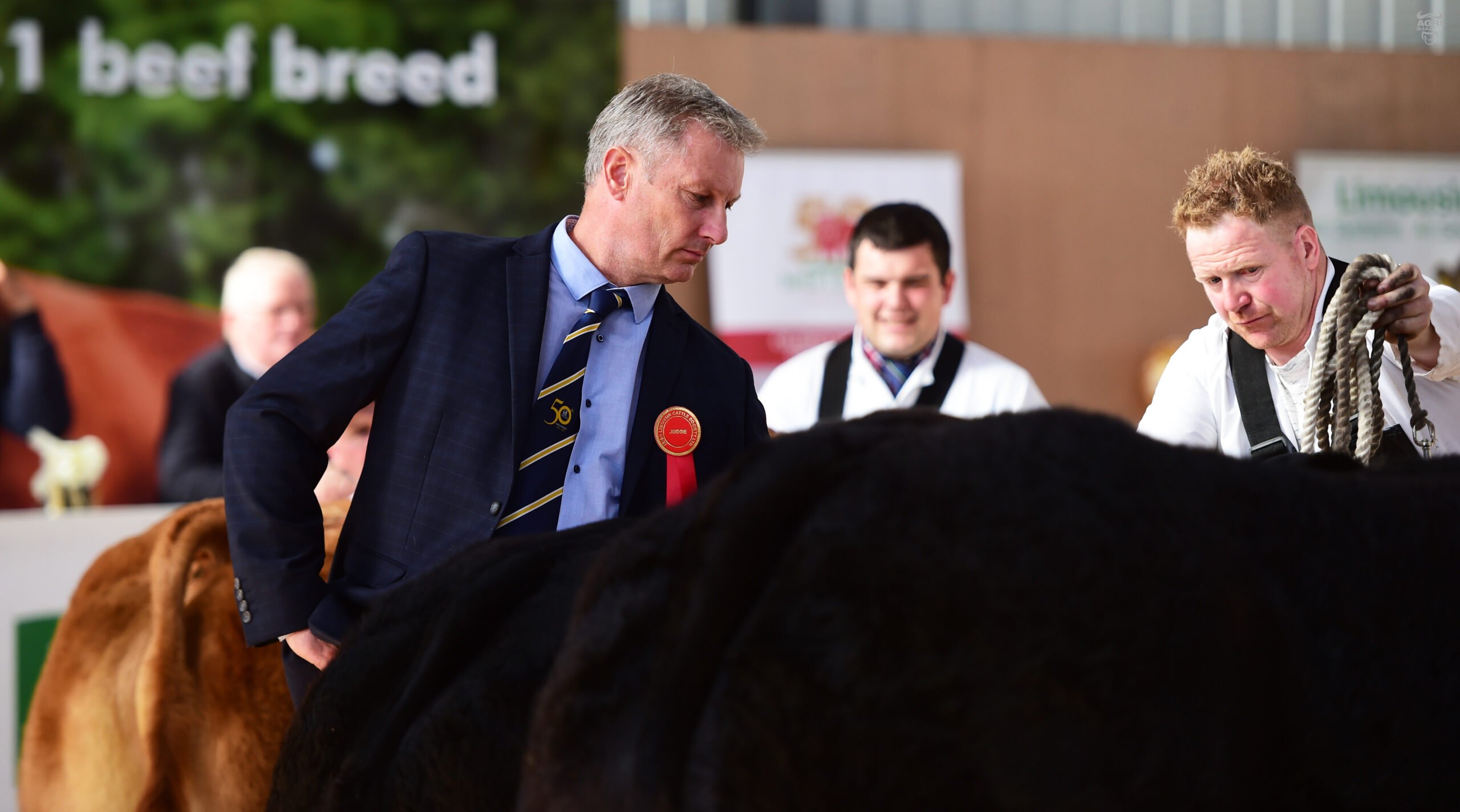 Judge Chris Pennie from the UK inspecting the commercial cattle
