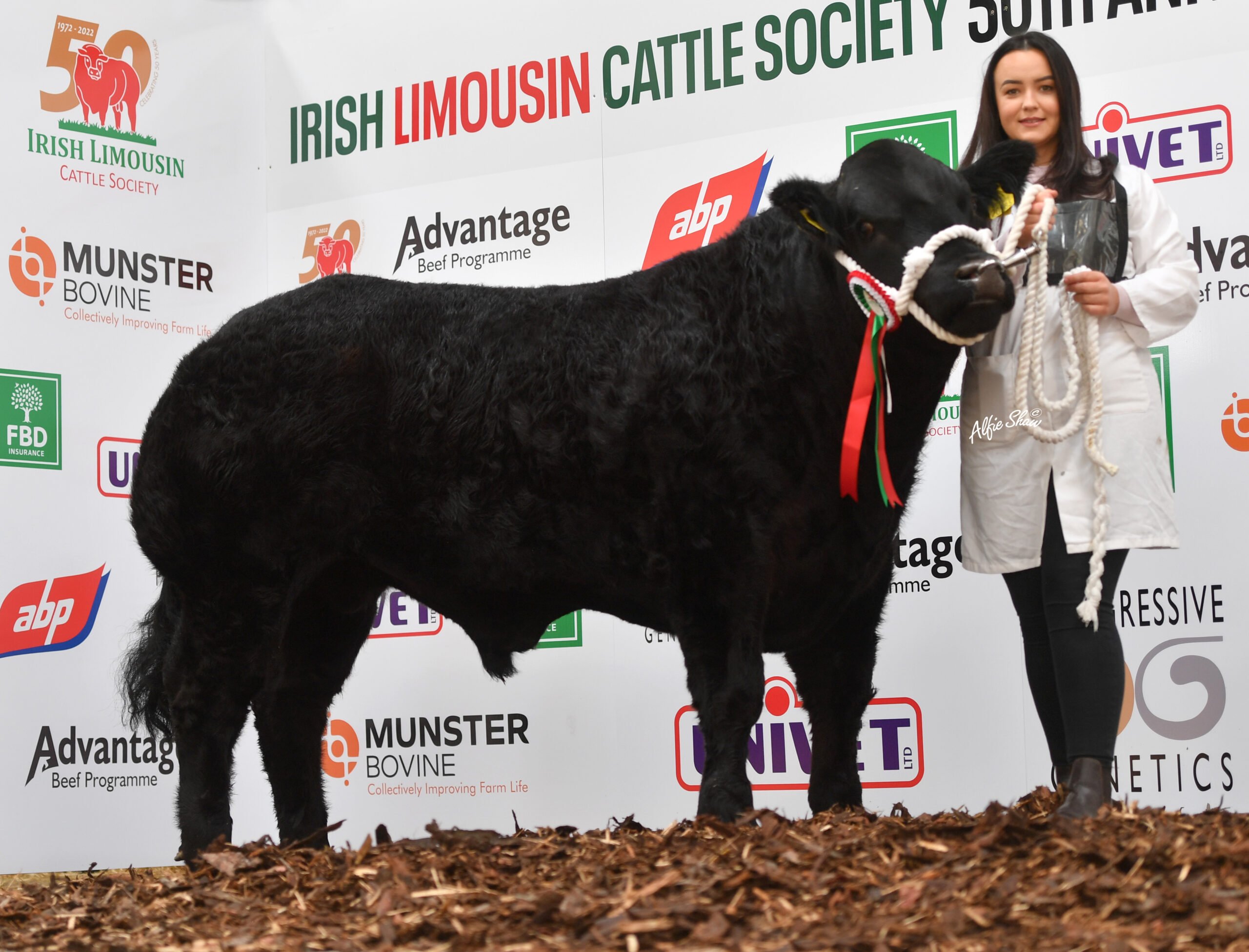Jagerstorm shown by Mary Tarpey sired by Ballinloan Jagerbomb,