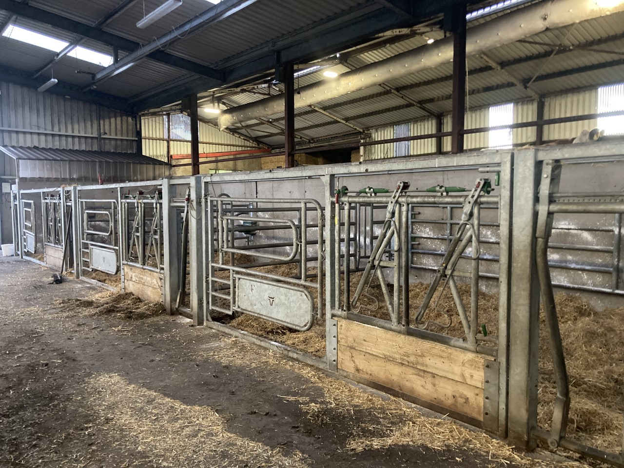 There are six large calving pens in the shed