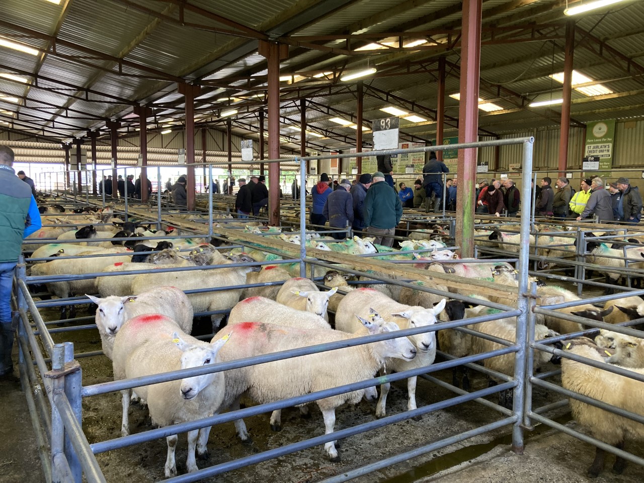 It was a busy day on Saturday at Mountbellew with lambs and breeding ewes filling up the main yard