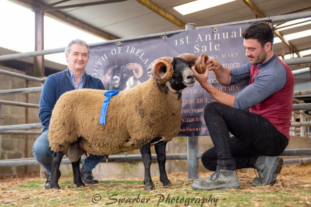 Top-priced shearling ram bred by Charlie Gallagher. Image source: Swarber Photography