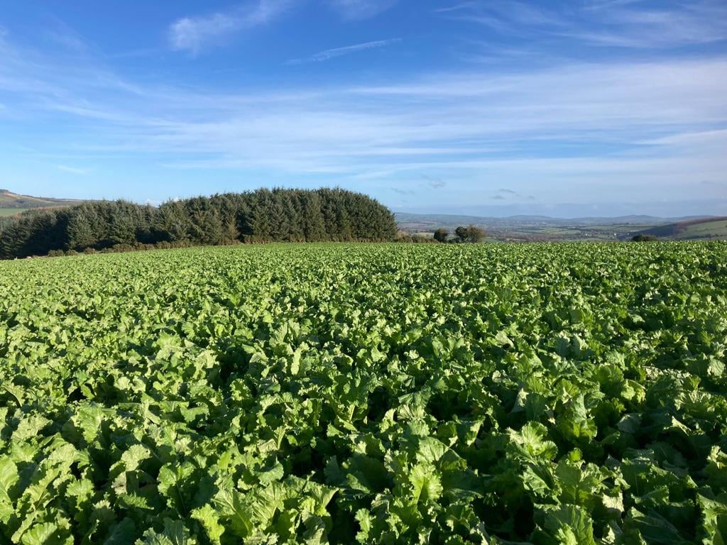 Tyfon growing well on the farm